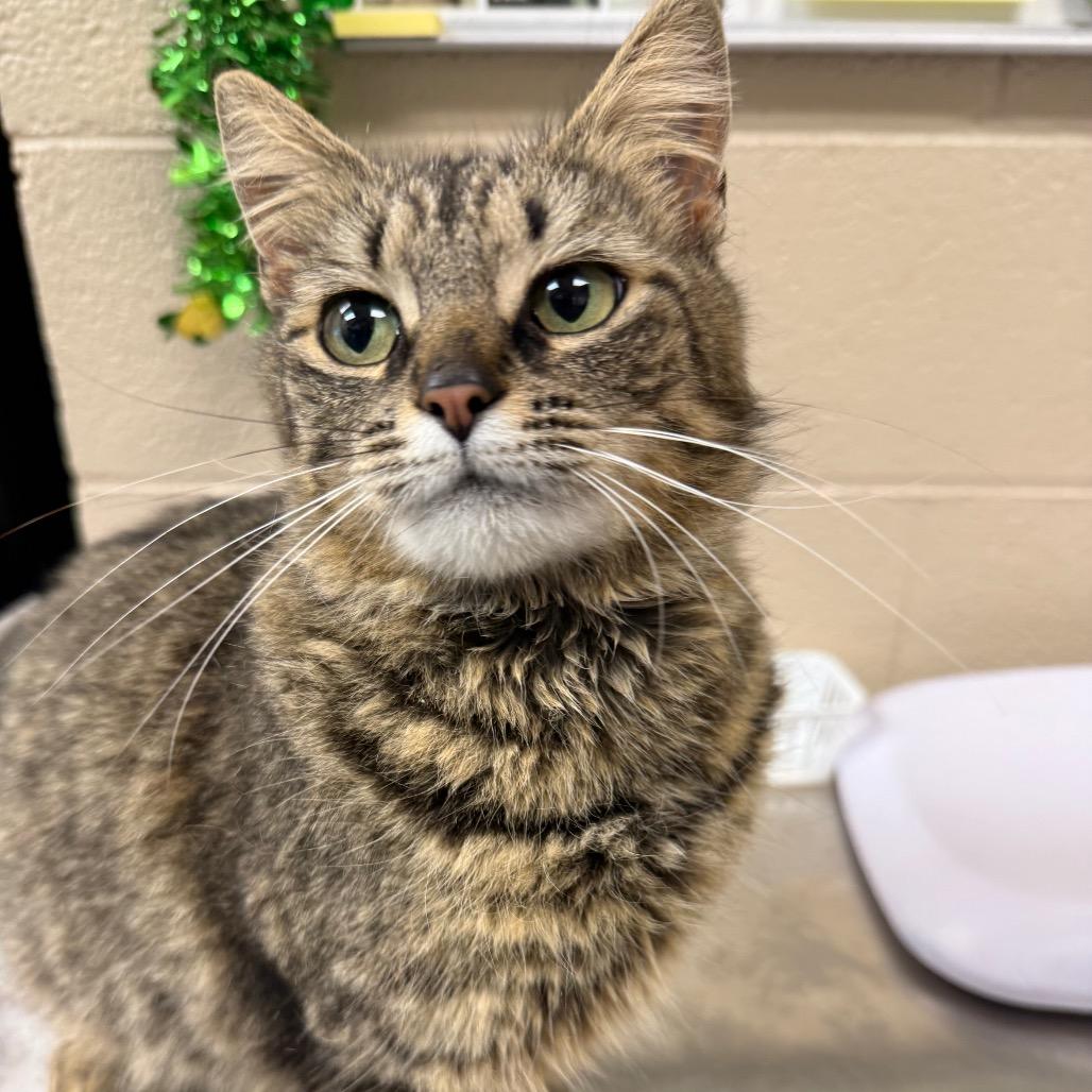 Shirley Temple, Adoptable, Adult Female Domestic Medium Hair.