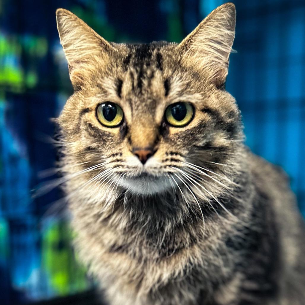 Shirley Temple, a Adoptable Domestic Medium Hair in Troy, VA image 2/2