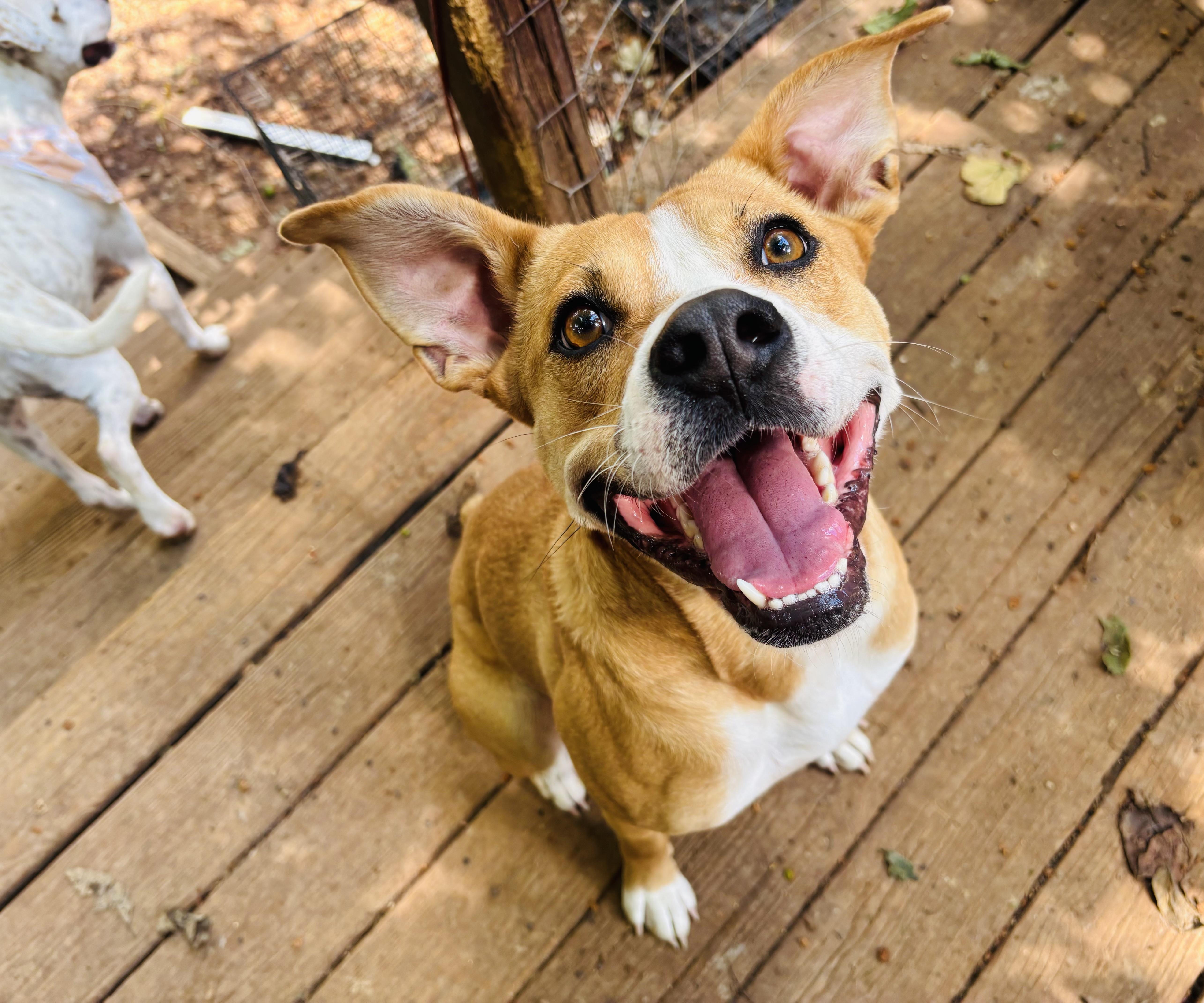 Enlarge Moxie, a Adoptable mixed breed in Rogers, AR image 1/2