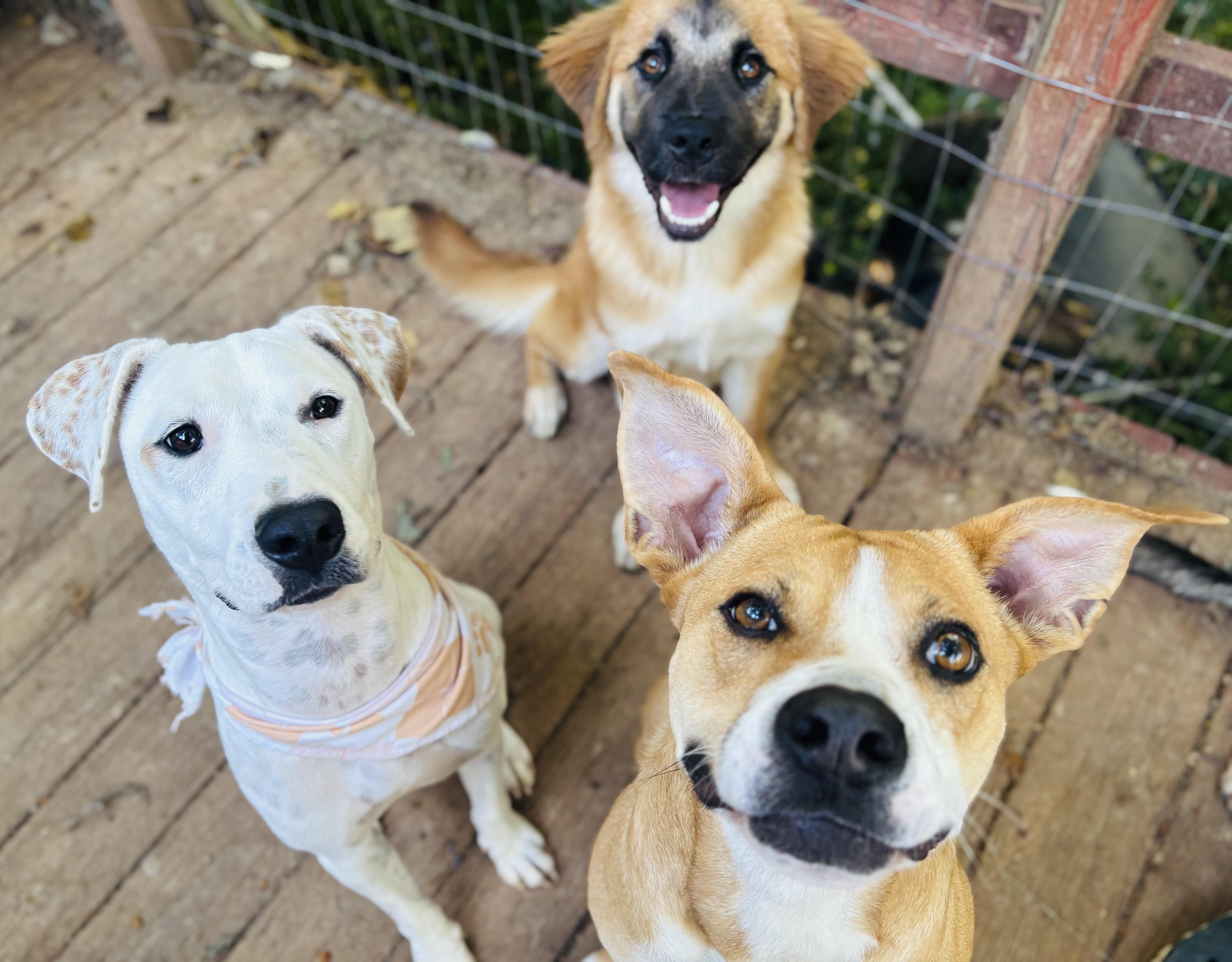 Enlarge Moxie, a Adoptable mixed breed in Rogers, AR image 2/2