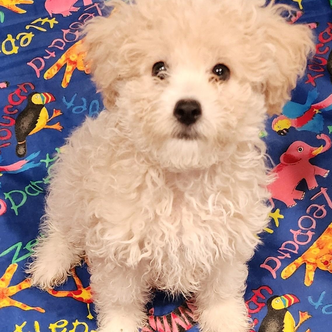 Bo, adopted, Puppy Male Poodle & Maltipoo.