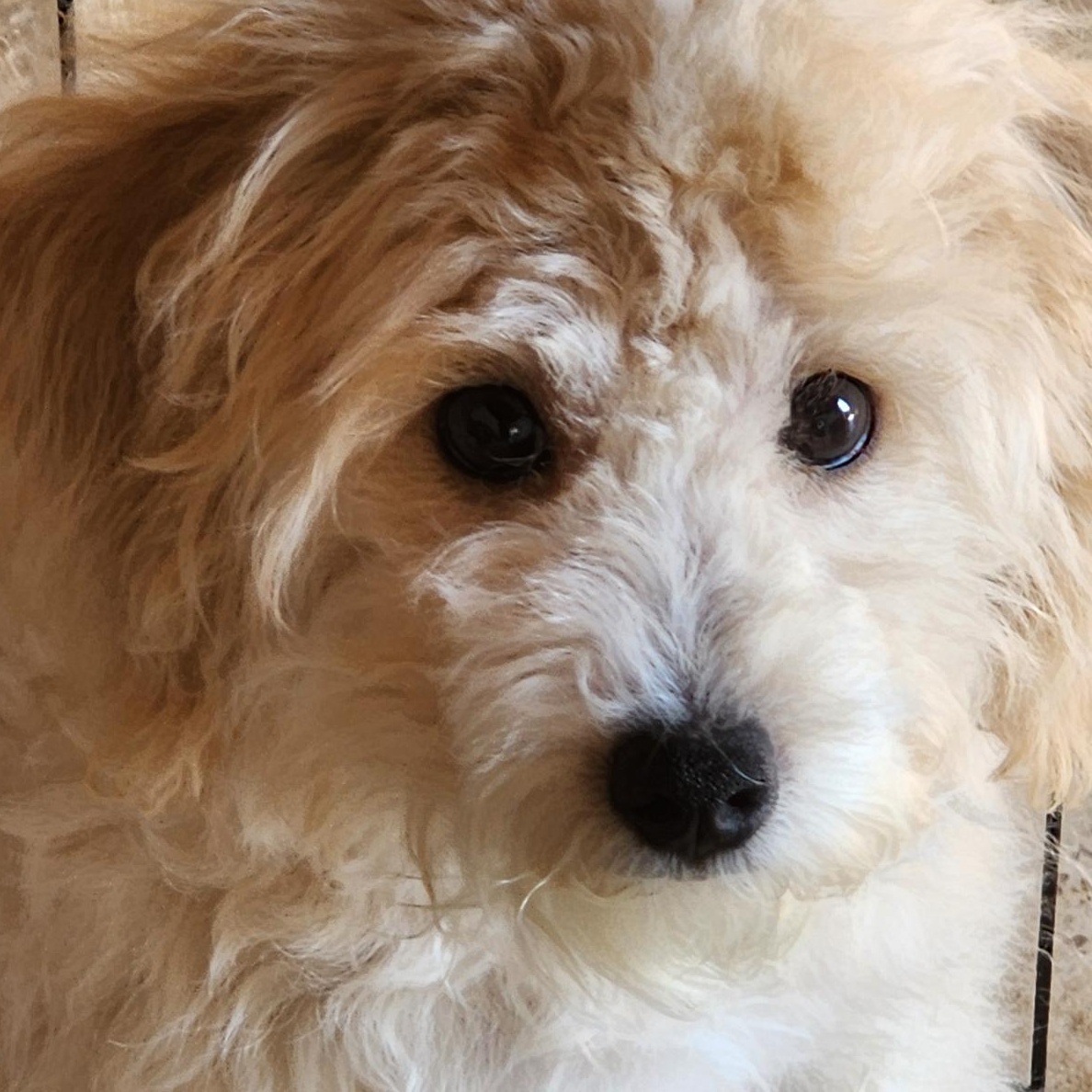 Enlarge Bo, an adopted mixed breed in Torrance, CA image 2/2