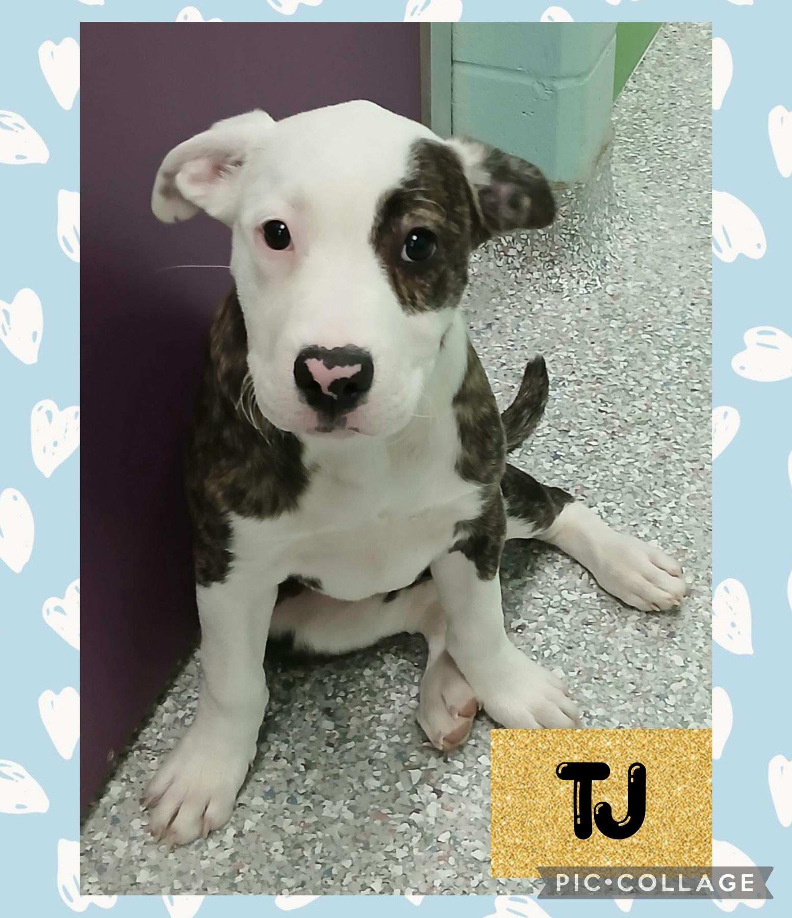 Enlarge TJ, an adopted mixed breed in Iron River, MI image 1/1