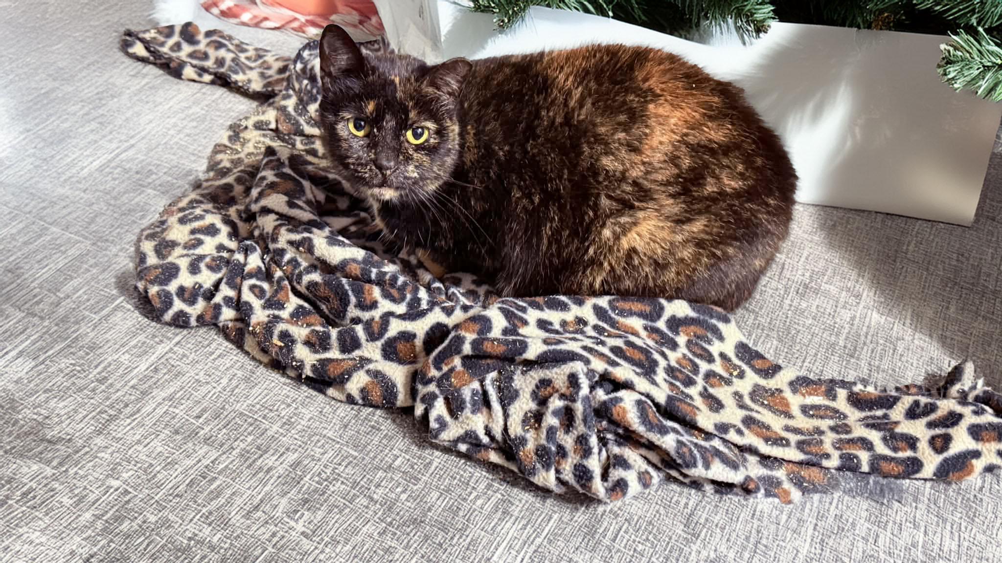 Enlarge Tabby, a ADOPTABLE mixed breed in Washington, NC image 1/1