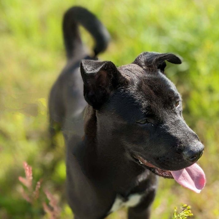 Ceres (CONC-A-87), a Adoptable mixed breed in Concord, NC image 3/4