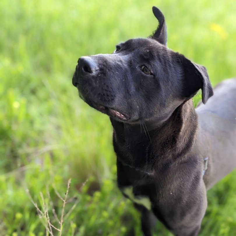 Ceres (CONC-A-87), a Adoptable mixed breed in Concord, NC image 4/4