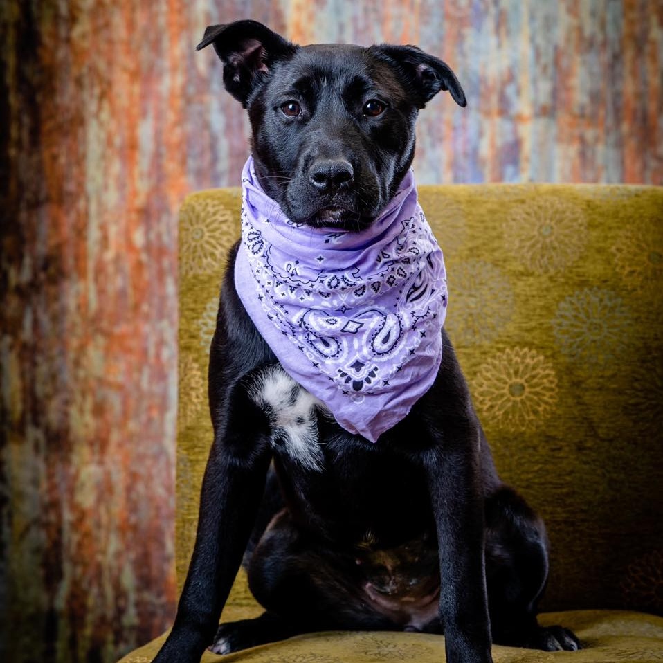 Ceres (CONC-A-87), a Adoptable mixed breed in Concord, NC image 1/4