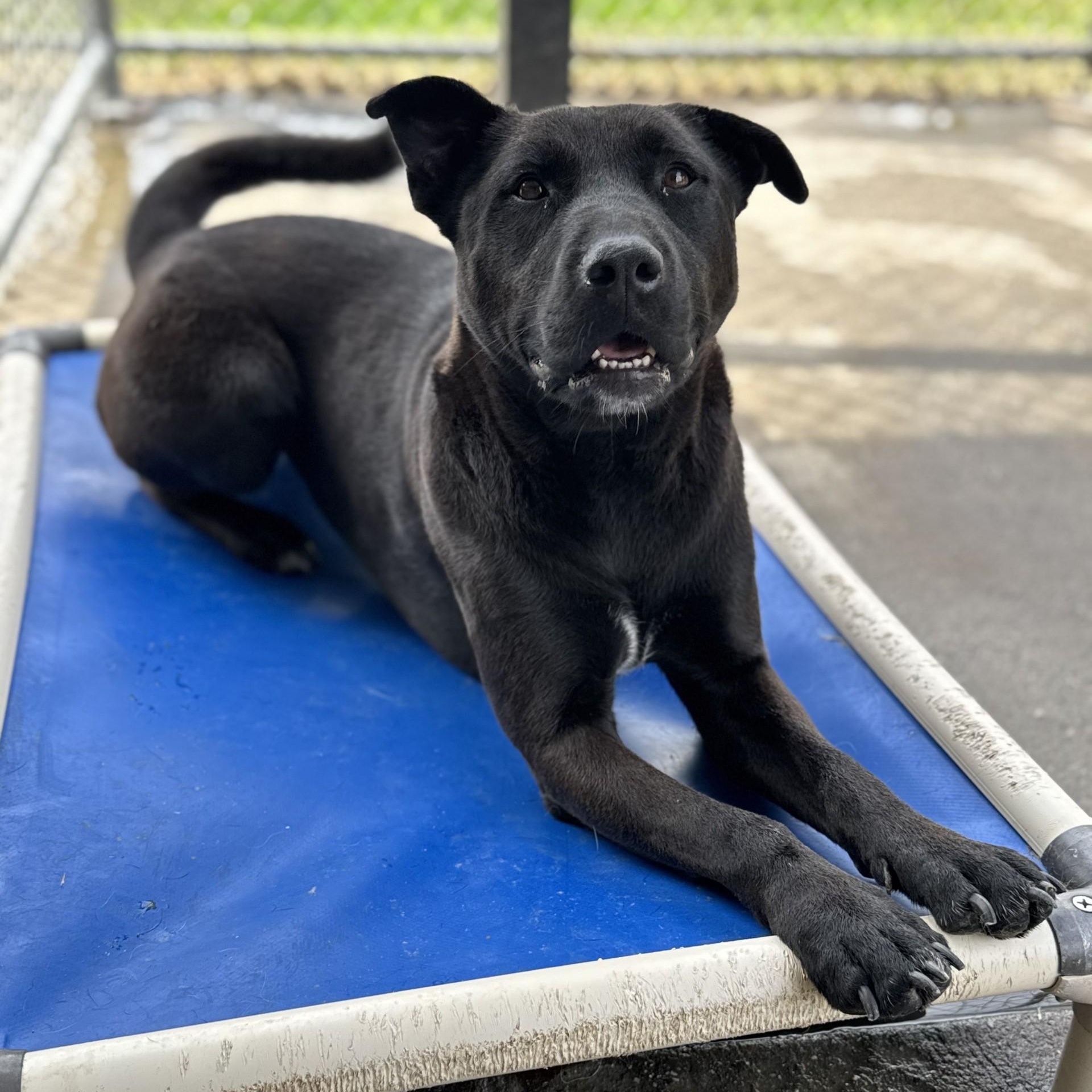 Ceres (CONC-A-87), a Adoptable mixed breed in Concord, NC image 2/4