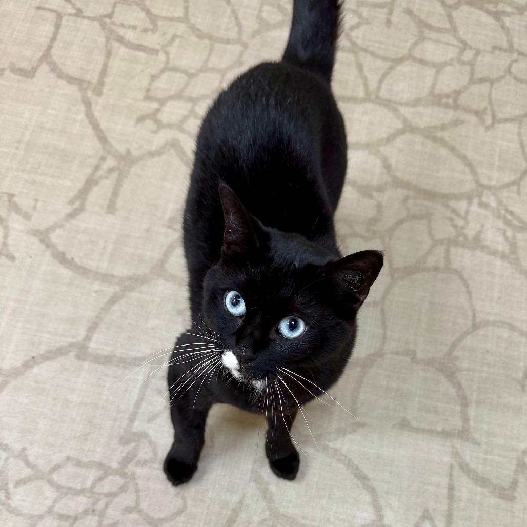 Enlarge Anushka, a Adoptable Domestic Short Hair in Medina, OH image 1/4