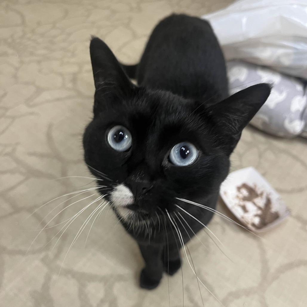 Enlarge Anushka, a Adoptable Domestic Short Hair in Medina, OH image 2/4