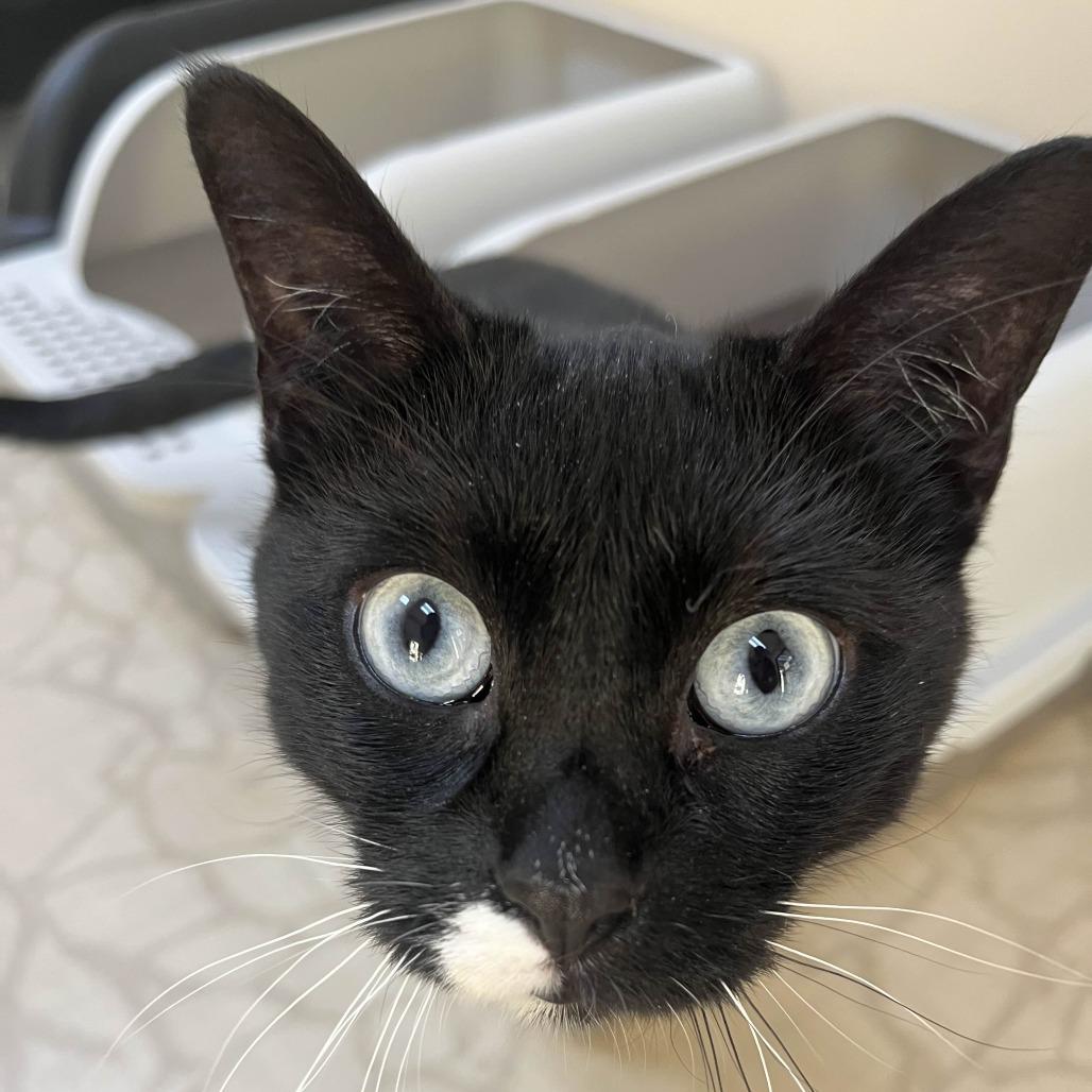 Enlarge Anushka, a Adoptable Domestic Short Hair in Medina, OH image 3/4