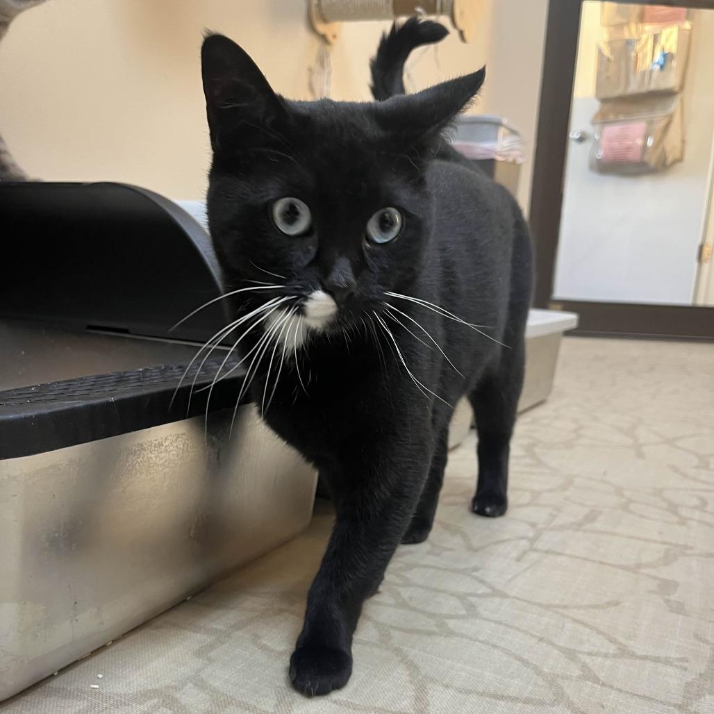 Enlarge Anushka, a Adoptable Domestic Short Hair in Medina, OH image 4/4