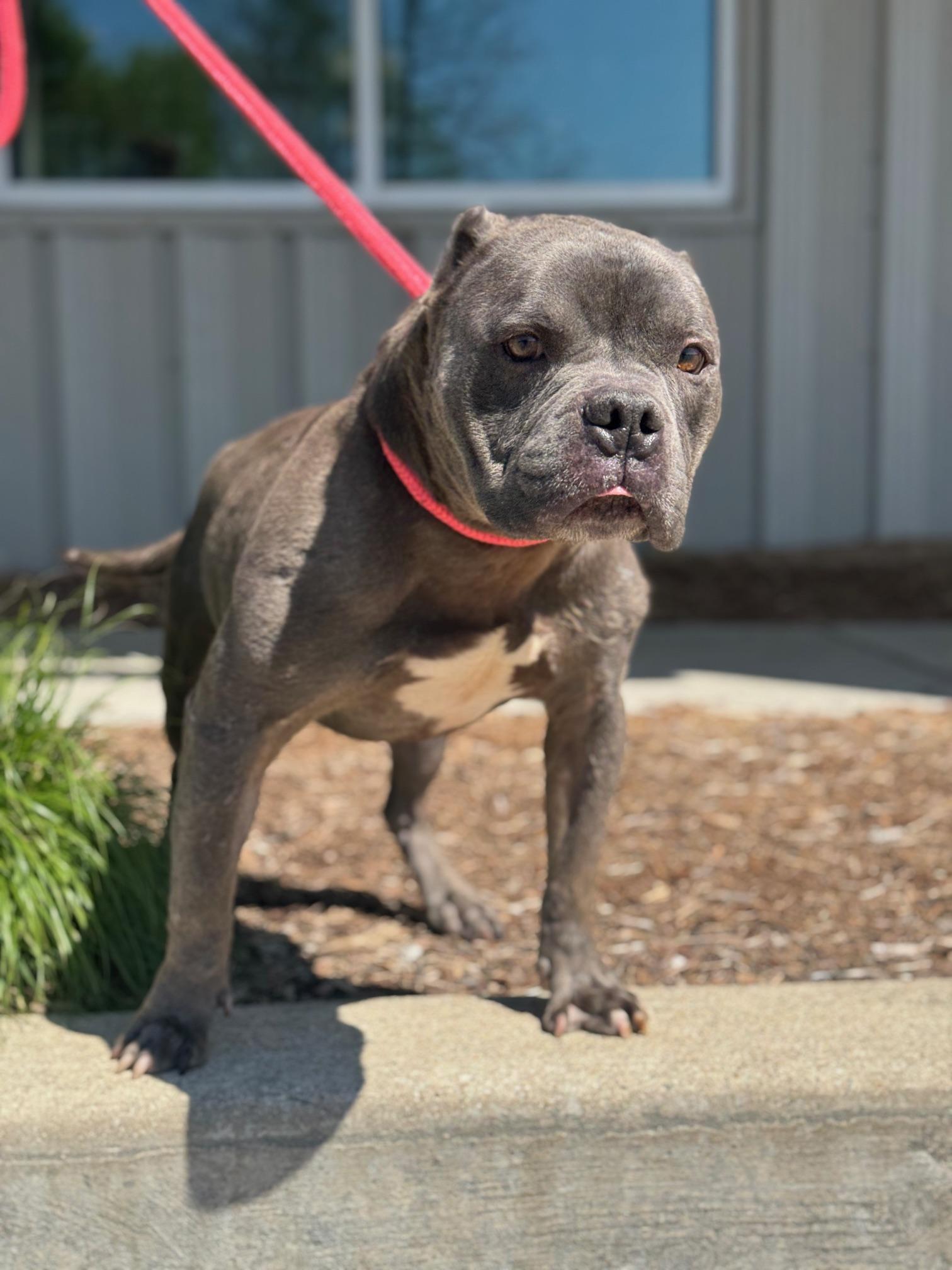 Bill, a Adoptable mixed breed in Benton Harbor, MI image 3/6