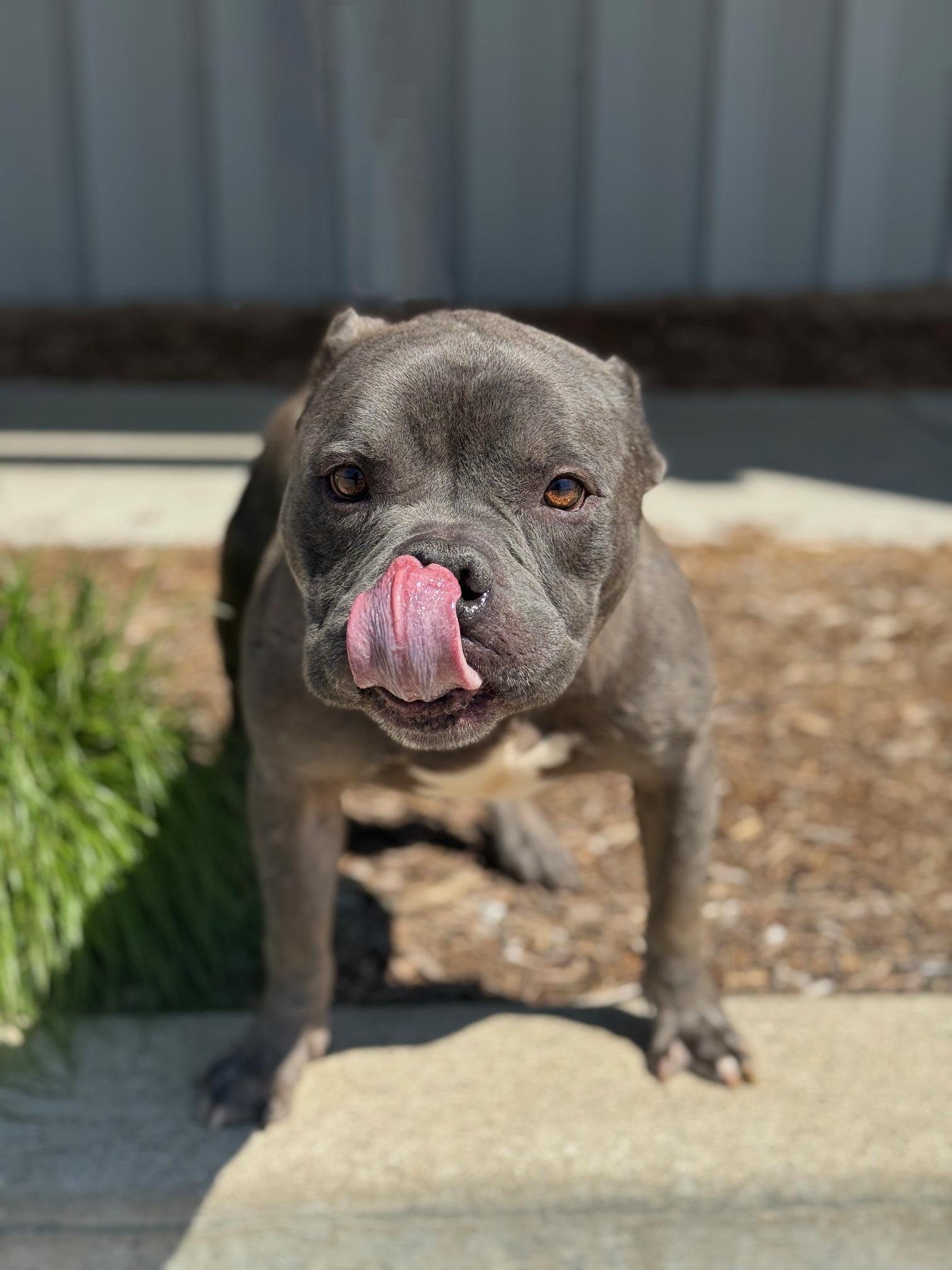 Bill, a Adoptable mixed breed in Benton Harbor, MI image 2/6