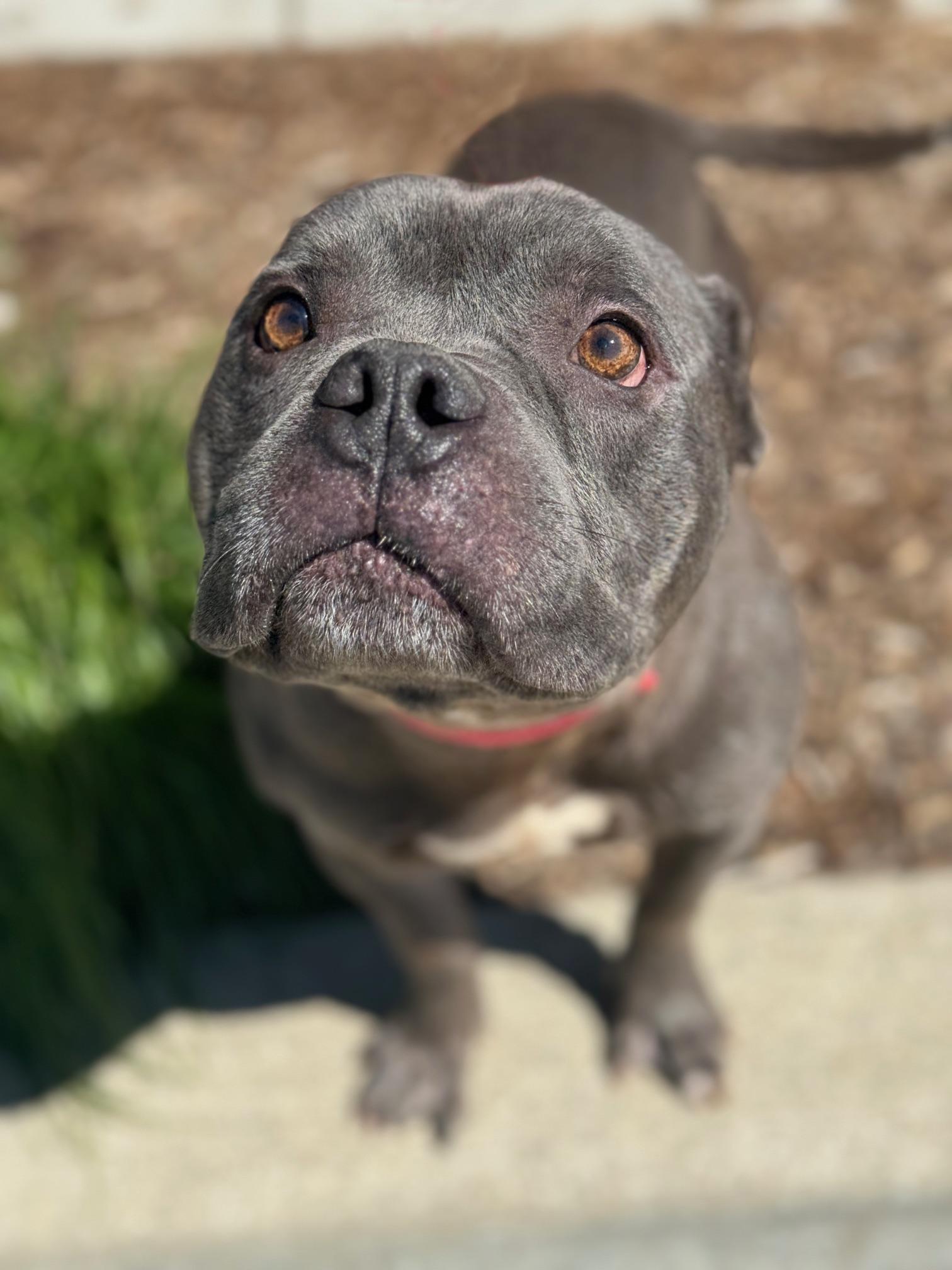 Bill, a Adoptable mixed breed in Benton Harbor, MI image 1/6