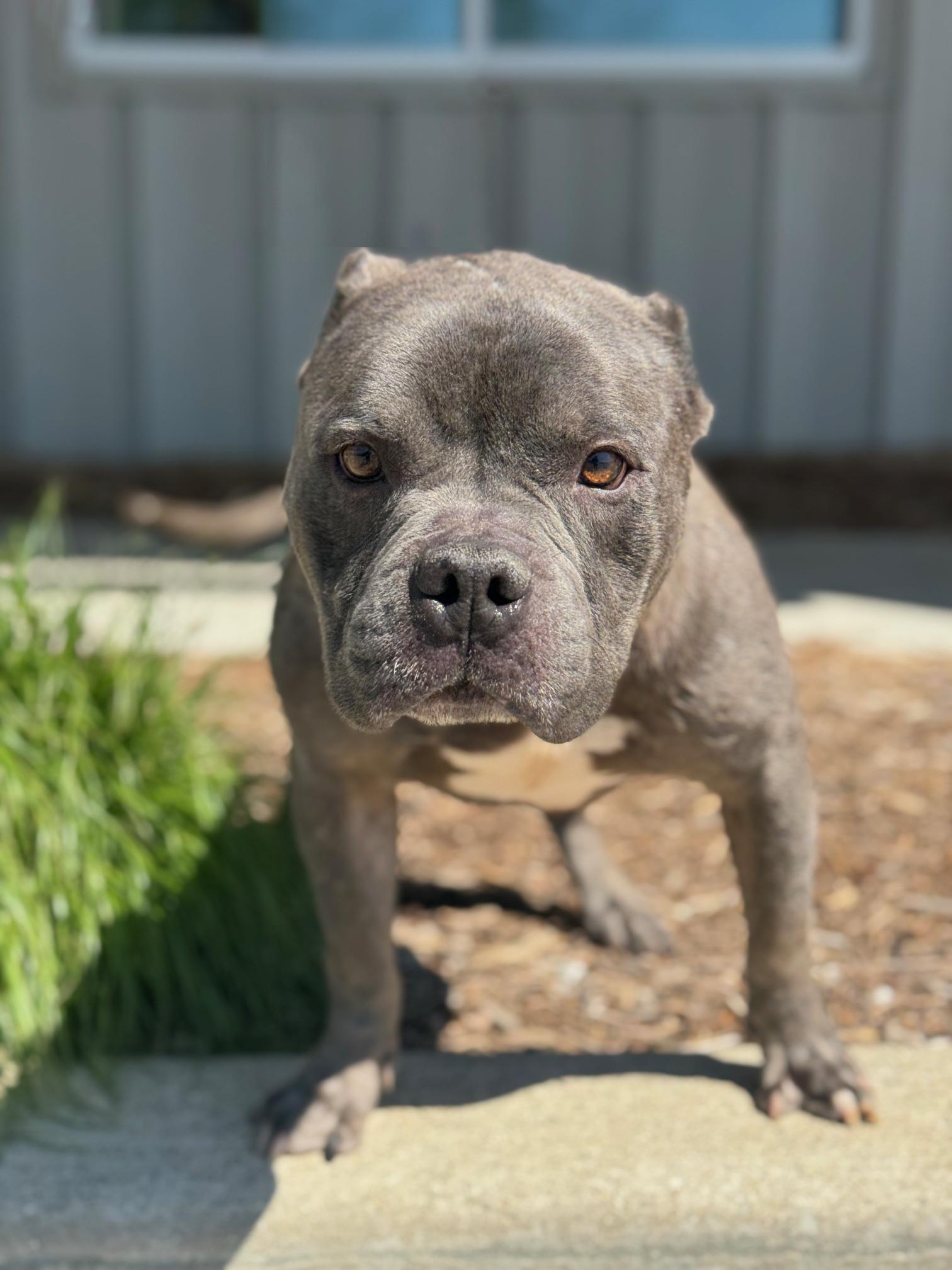 Bill, a Adoptable mixed breed in Benton Harbor, MI image 4/6