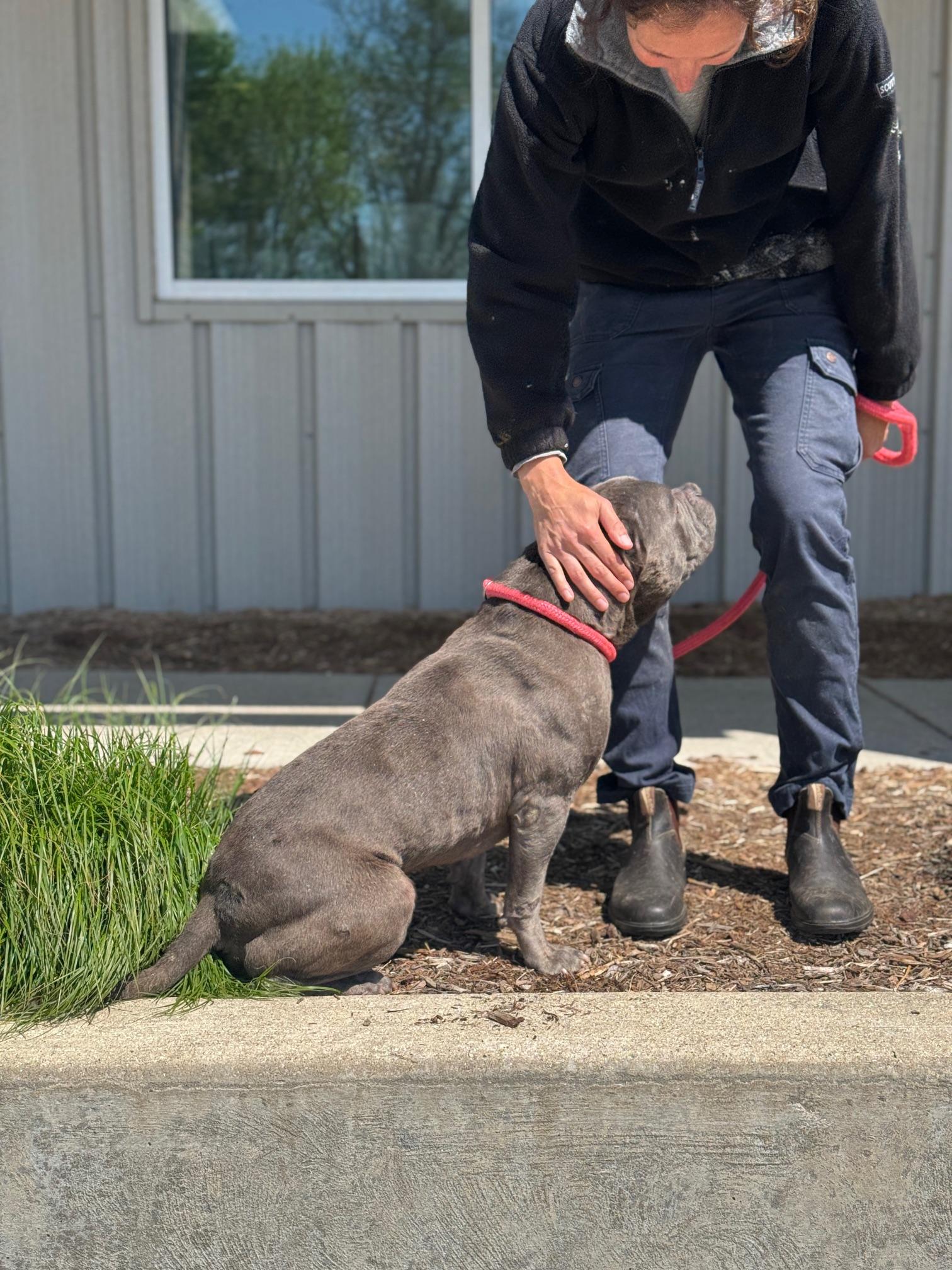 Bill, a Adoptable mixed breed in Benton Harbor, MI image 5/6