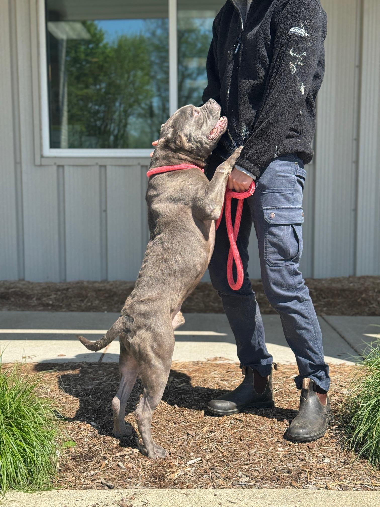 Bill, a Adoptable mixed breed in Benton Harbor, MI image 6/6