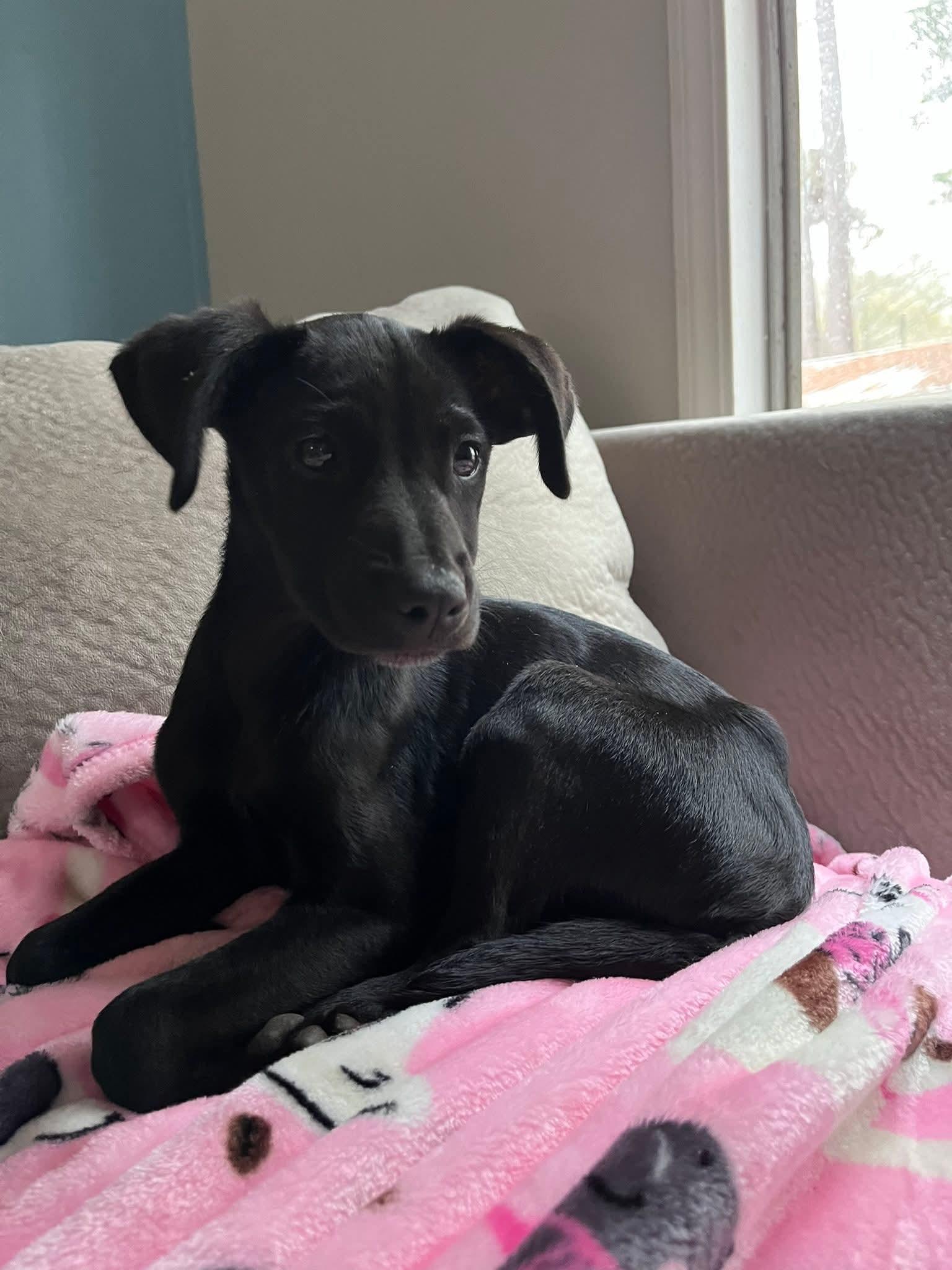 Wednesday, Adoptable, Puppy Female Labrador Retriever.