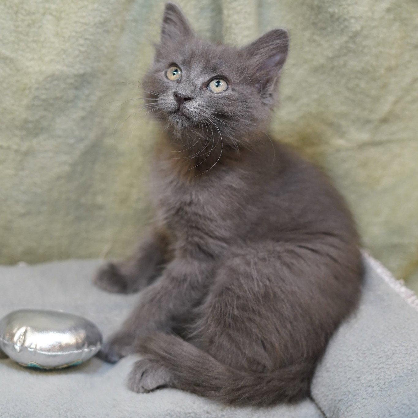 Beaker, a Adopted mixed breed in Garland, TX image 1/3