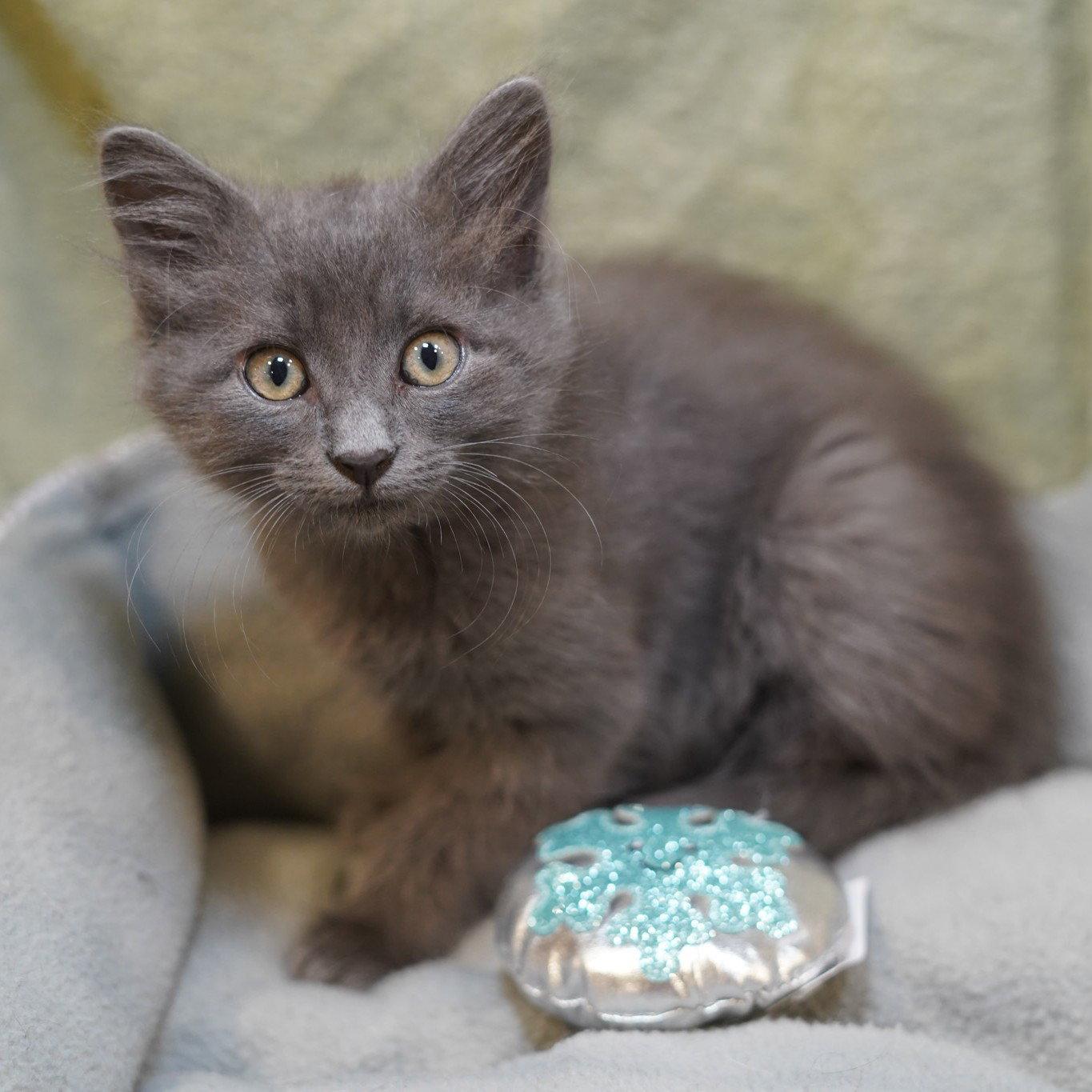 Beaker, a Adopted mixed breed in Garland, TX image 2/3
