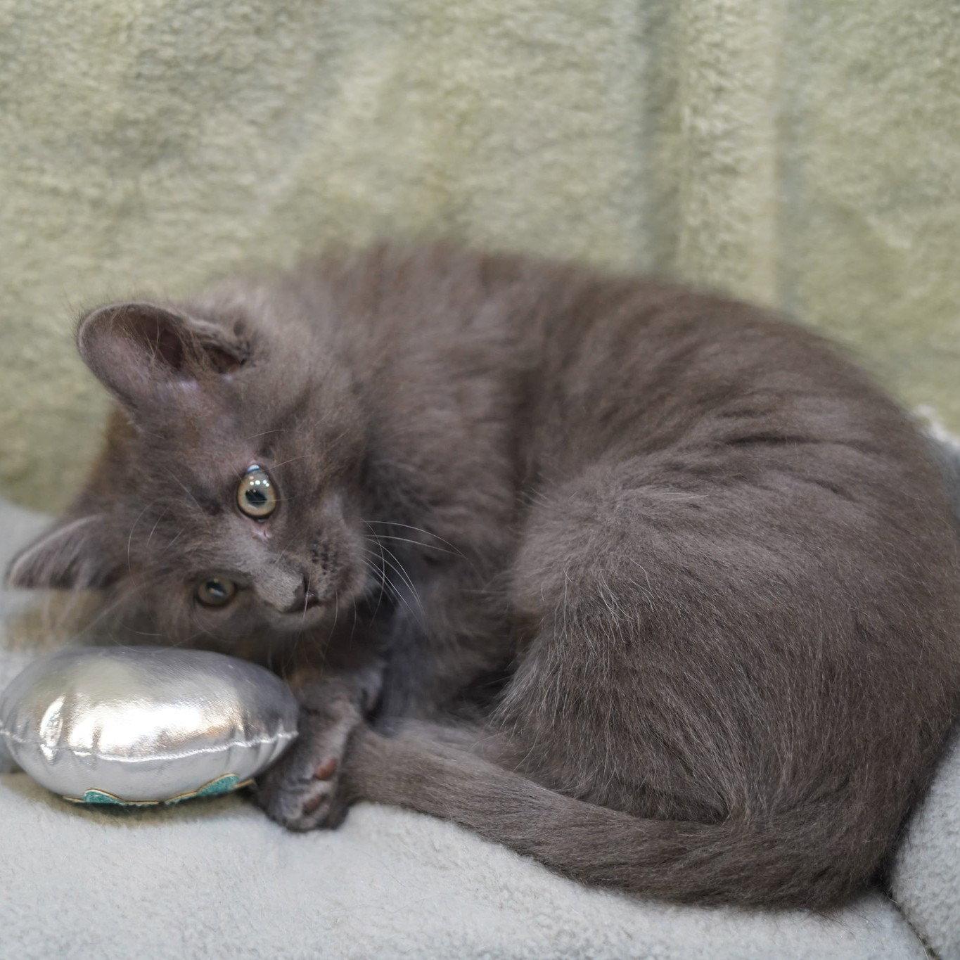 Beaker, a Adopted mixed breed in Garland, TX image 3/3