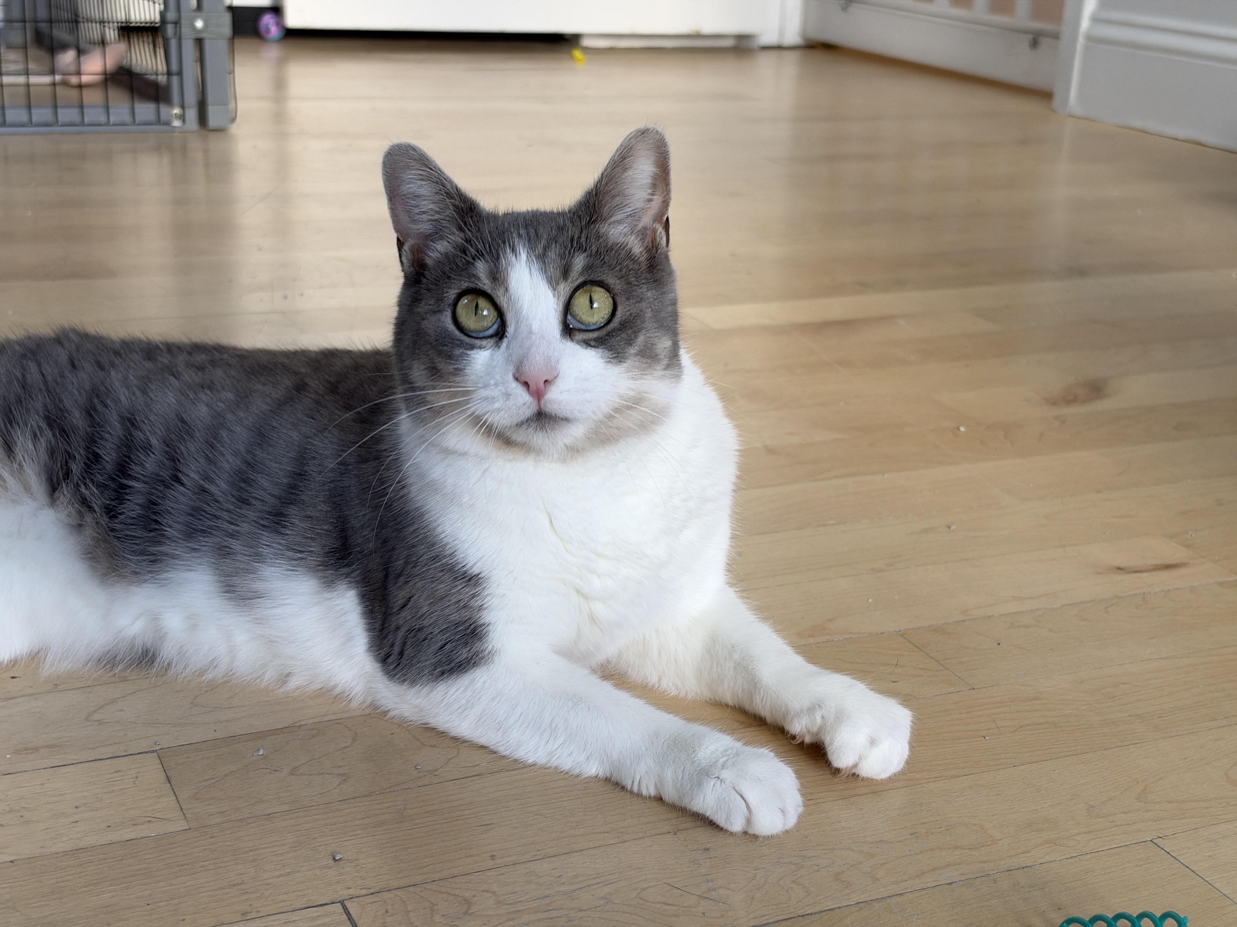 Enlarge Ophelia, a Adoptable American Shorthair in Hull, MA image 3/4