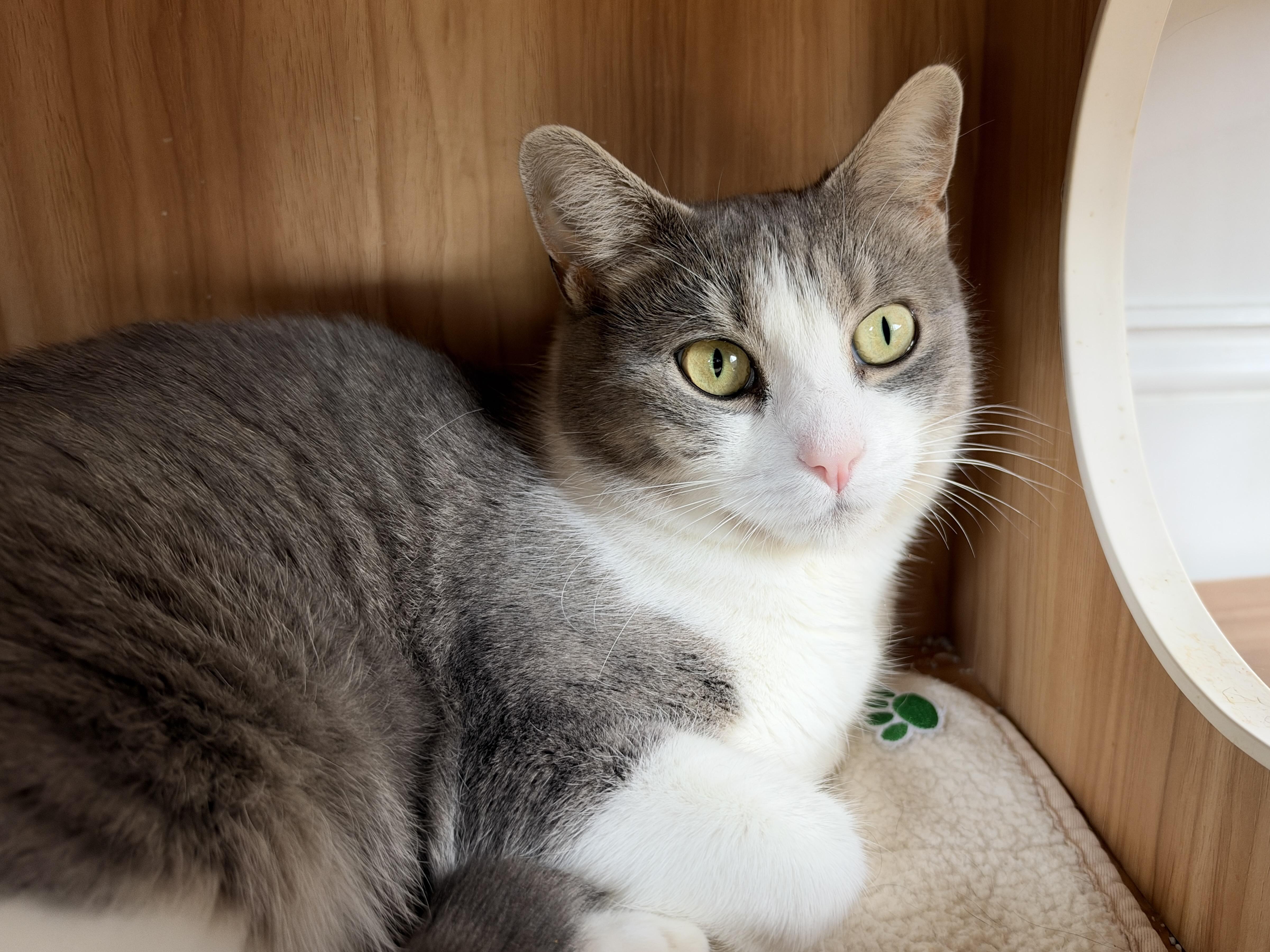 Ophelia, Adoptable, Adult Female American Shorthair.