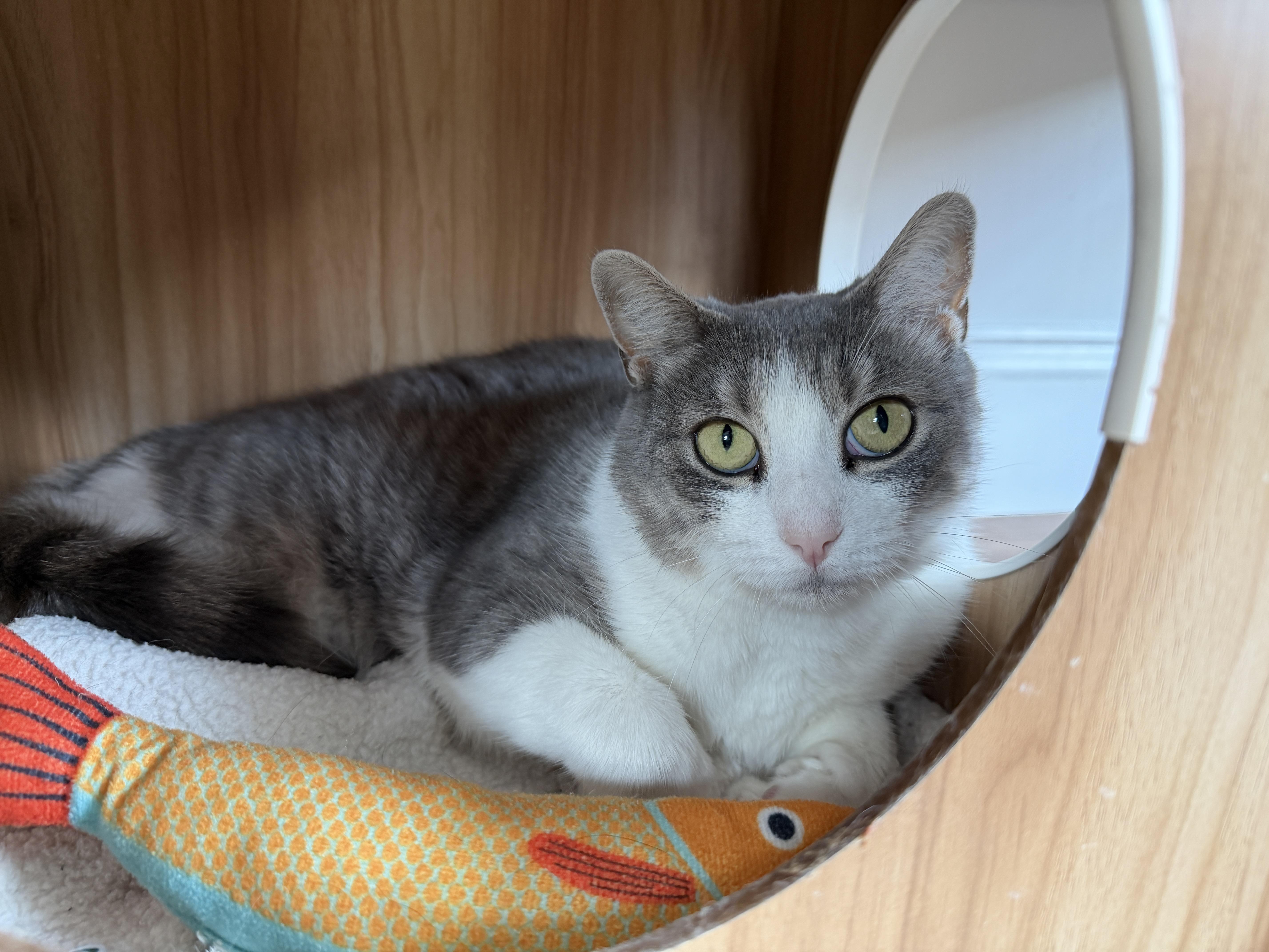 Enlarge Ophelia, a Adoptable American Shorthair in Hull, MA image 3/3
