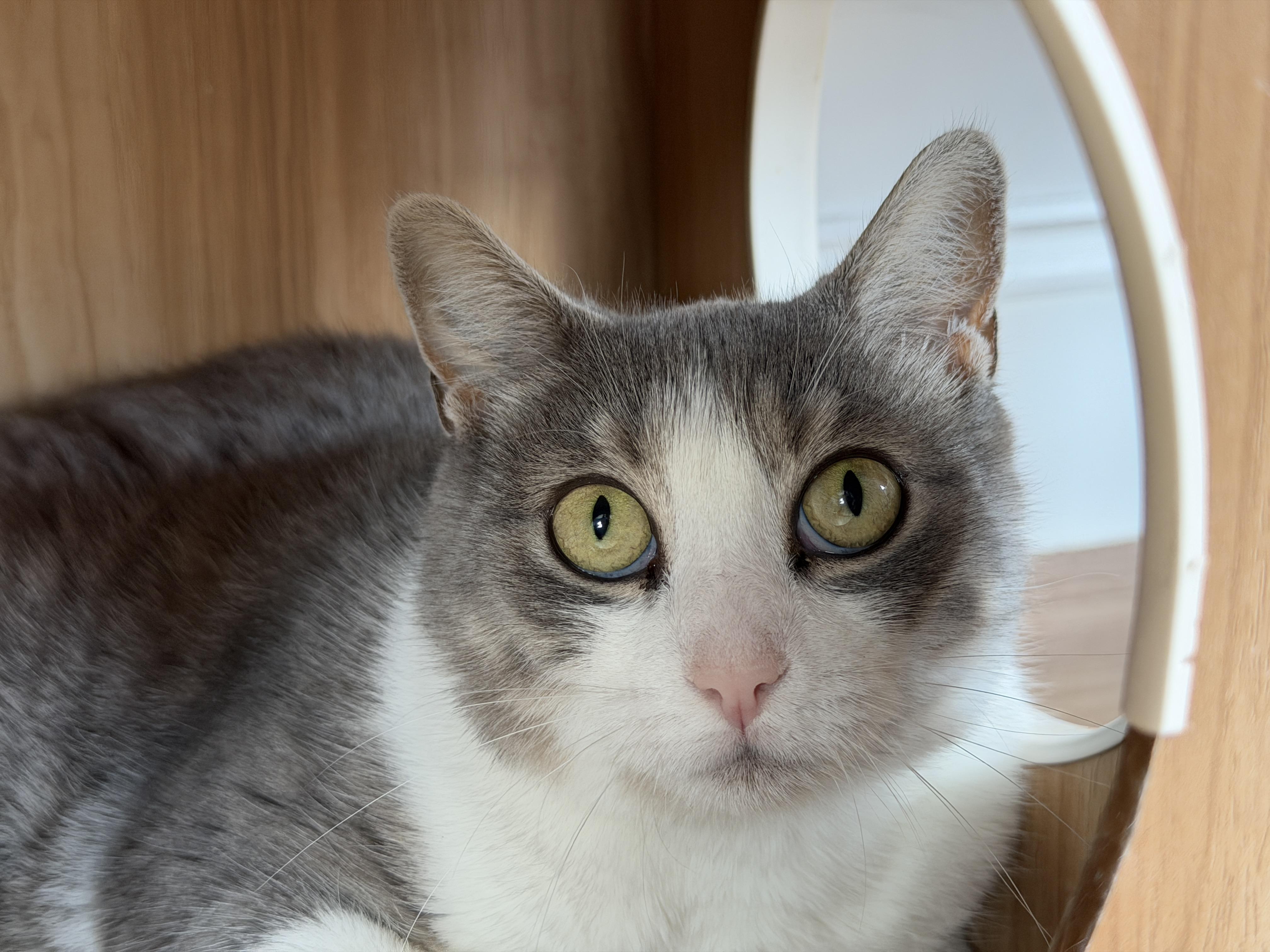 Enlarge Ophelia, a Adoptable American Shorthair in Hull, MA image 2/3