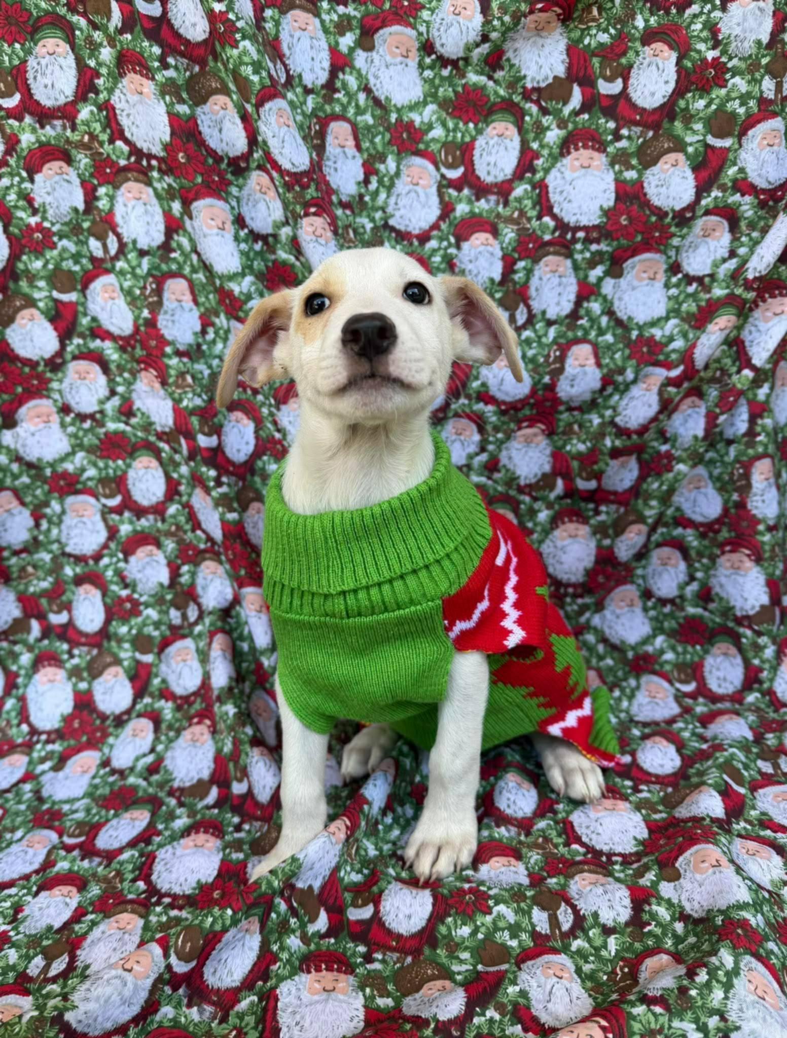 Enlarge Norm, a ADOPTABLE mixed breed in New York, NY image 2/5