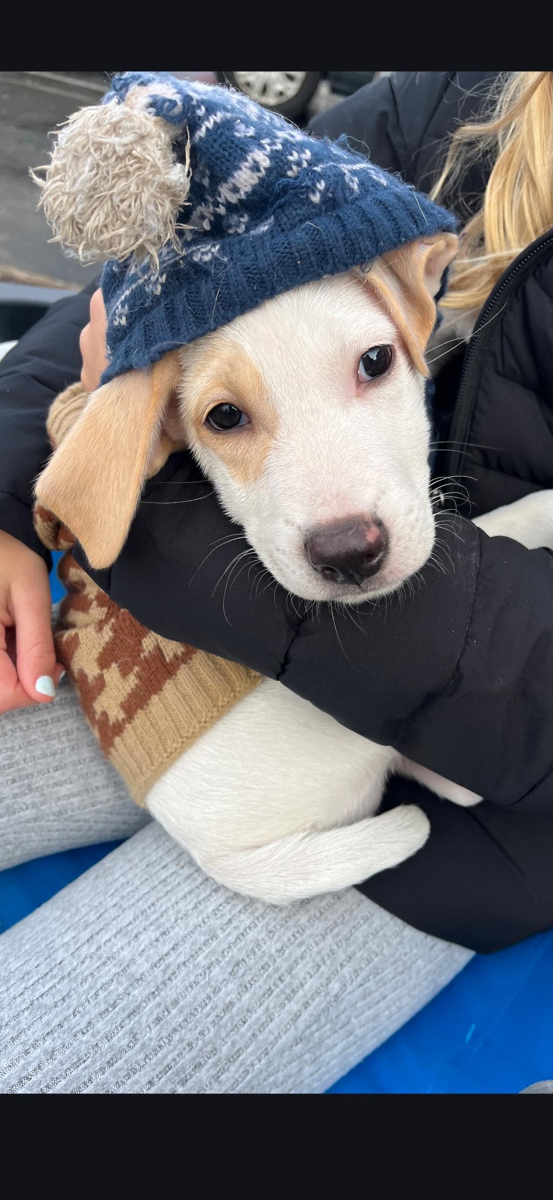 Enlarge Norm, a ADOPTABLE mixed breed in New York, NY image 4/5