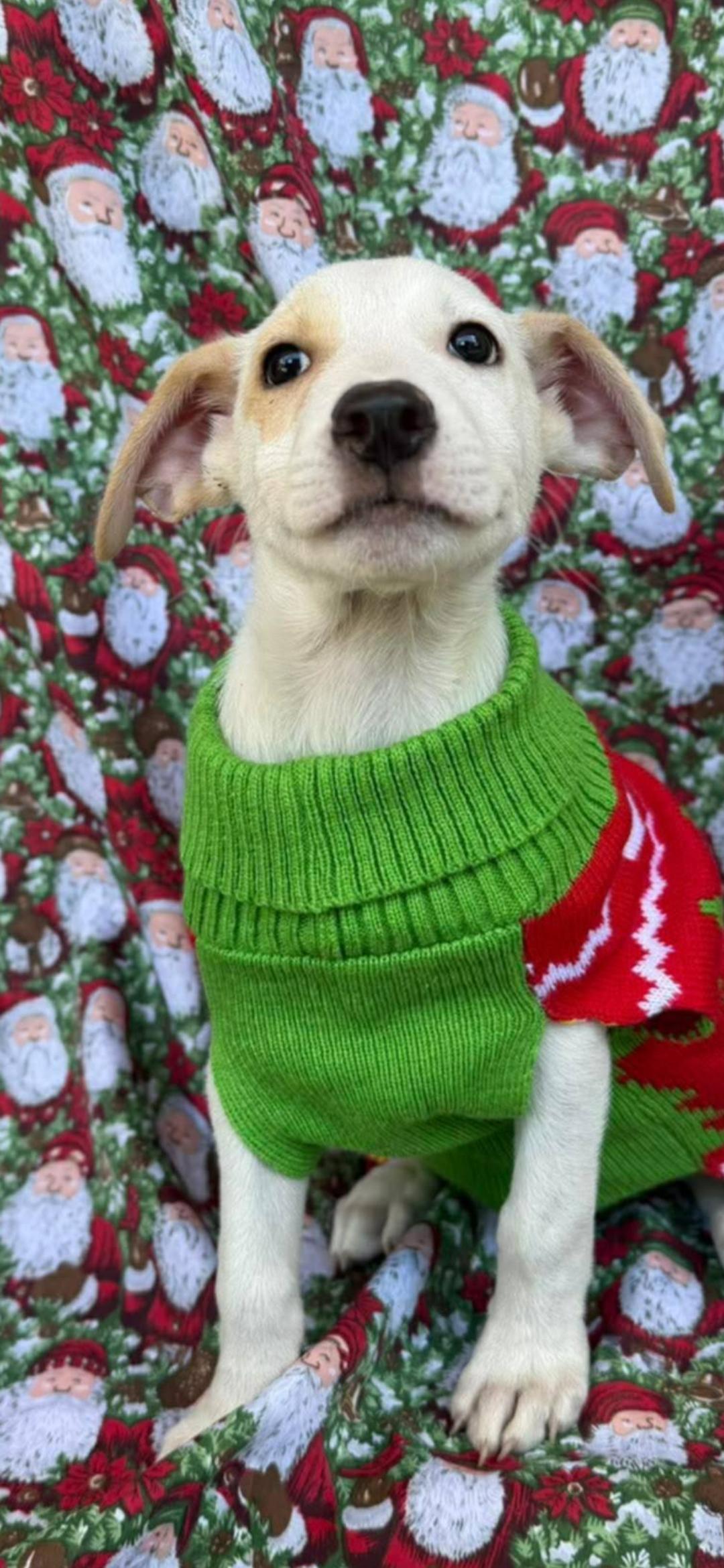 Enlarge Norm, a ADOPTABLE mixed breed in New York, NY image 1/5