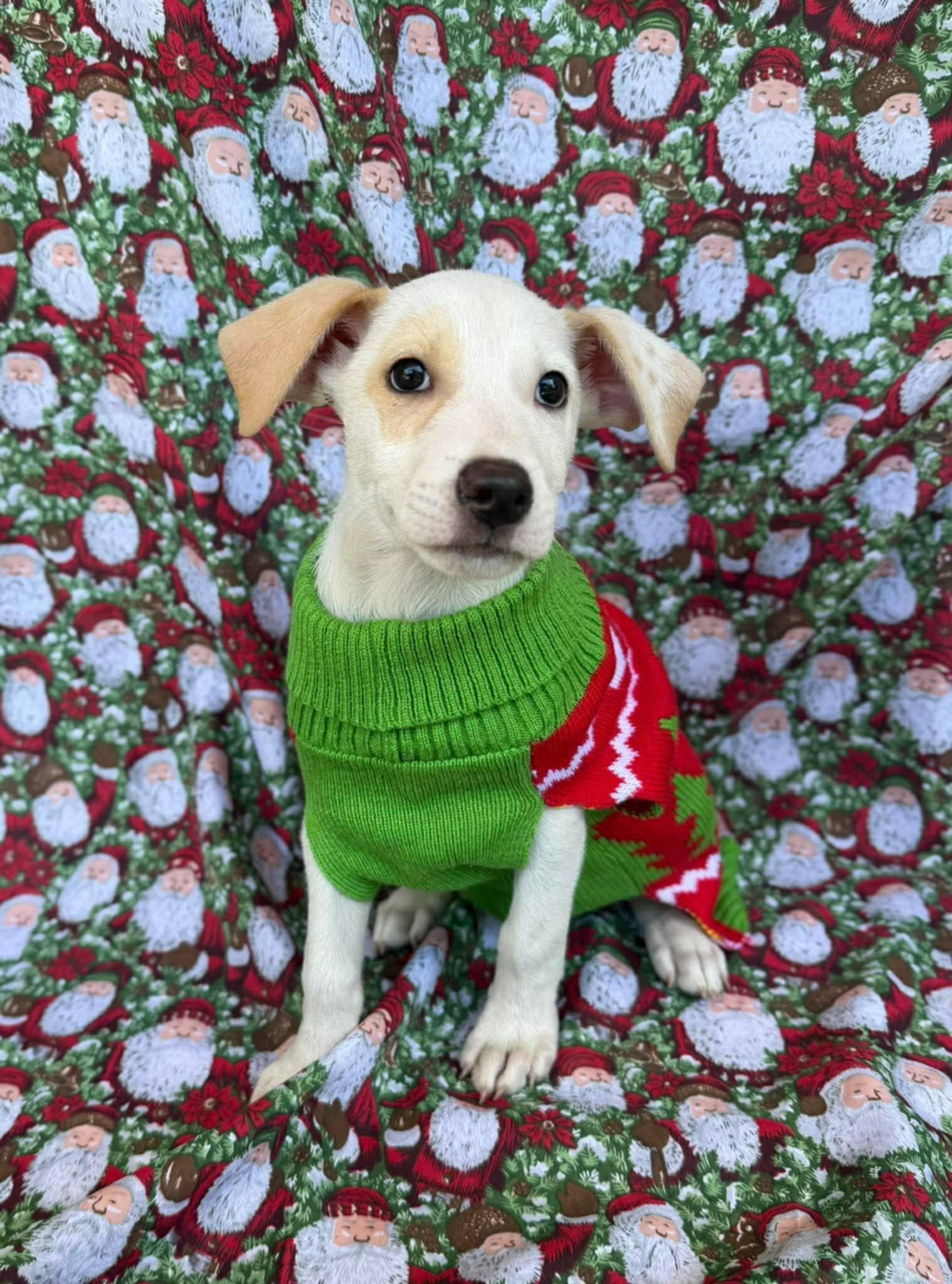 Enlarge Norm, a ADOPTABLE mixed breed in New York, NY image 3/5