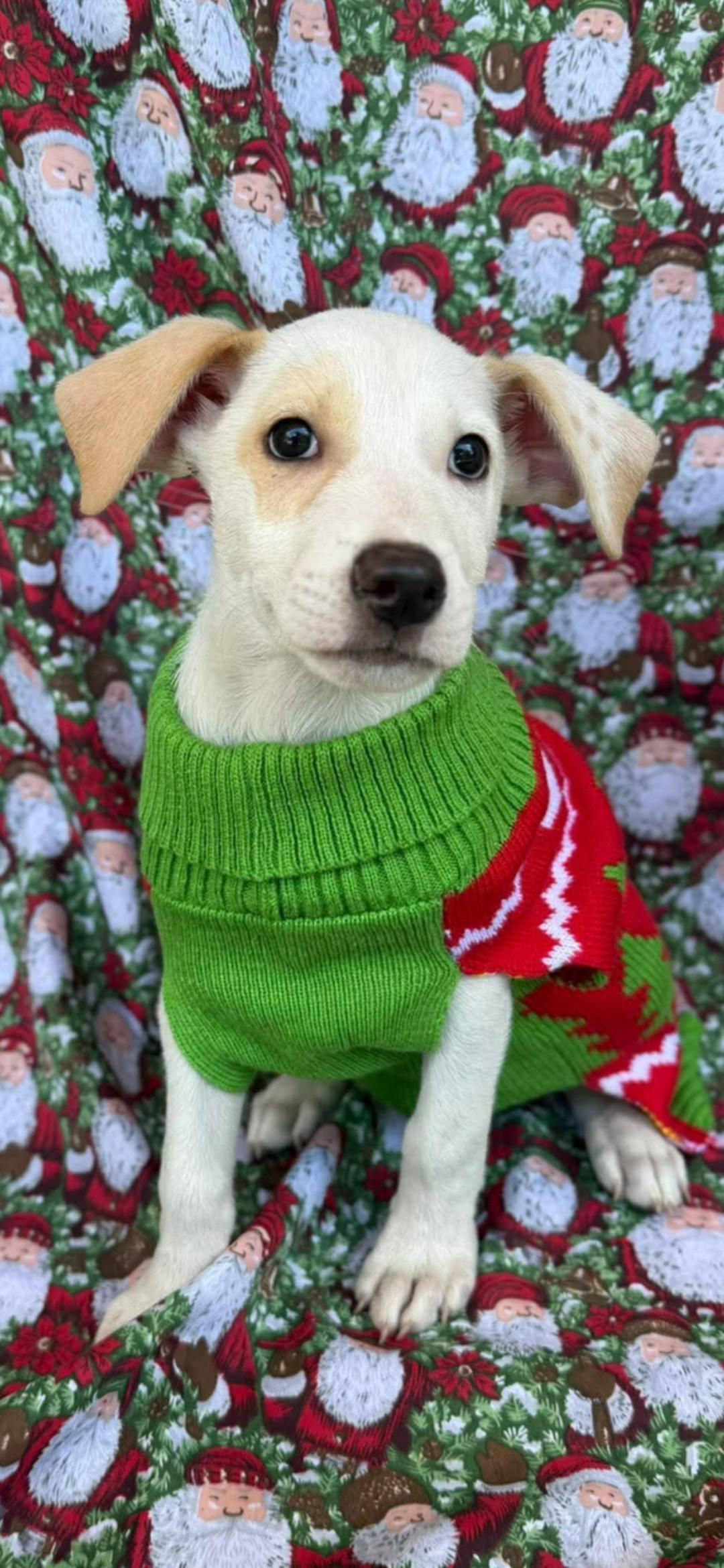 Enlarge Norm, a ADOPTABLE mixed breed in New York, NY image 5/5