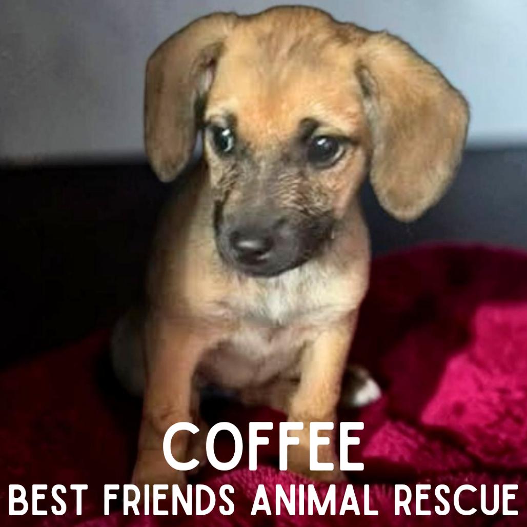 Enlarge Coffee, a Adoptable Mixed Breed in Wasilla, AK image 1/6