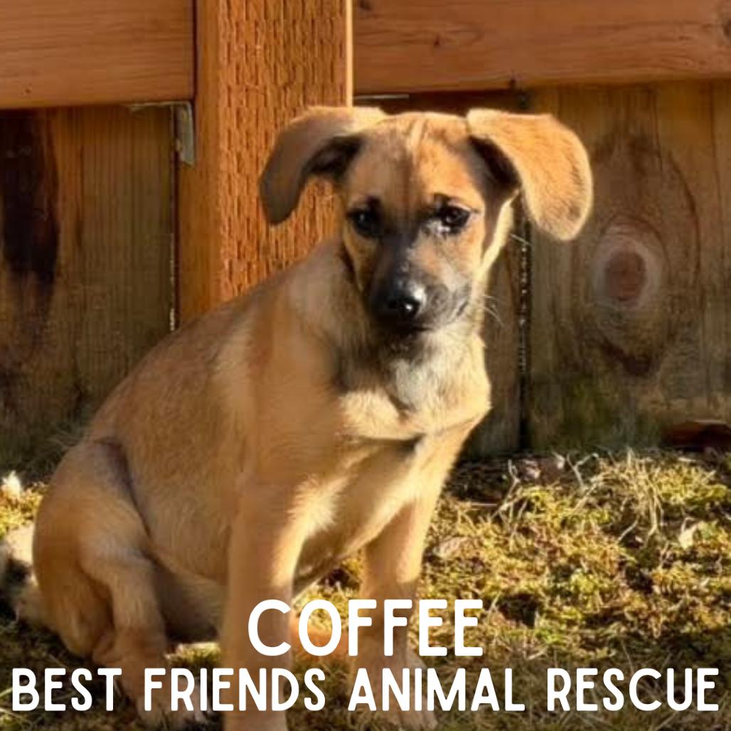 Enlarge Coffee, a Adoptable Mixed Breed in Wasilla, AK image 2/6
