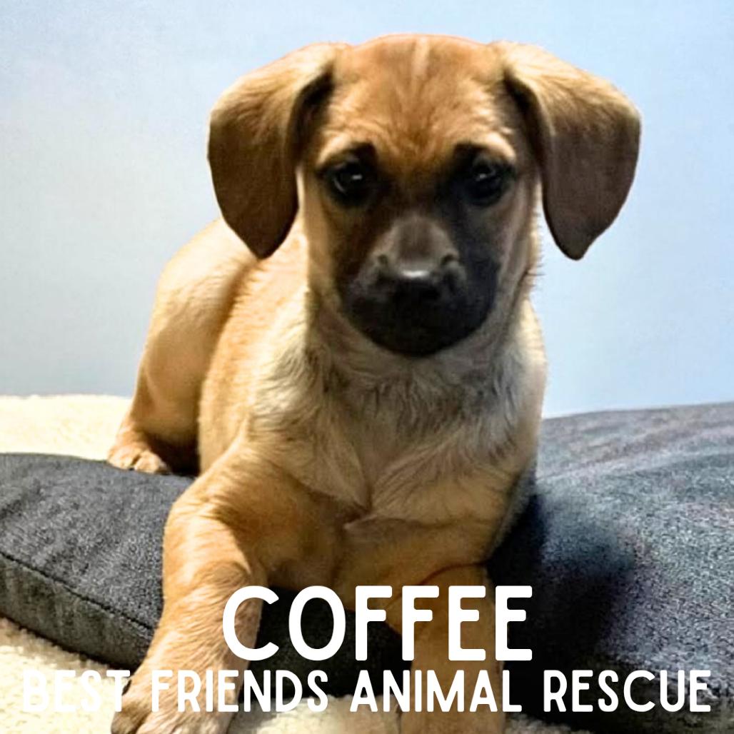 Enlarge Coffee, a Adoptable Mixed Breed in Wasilla, AK image 3/6