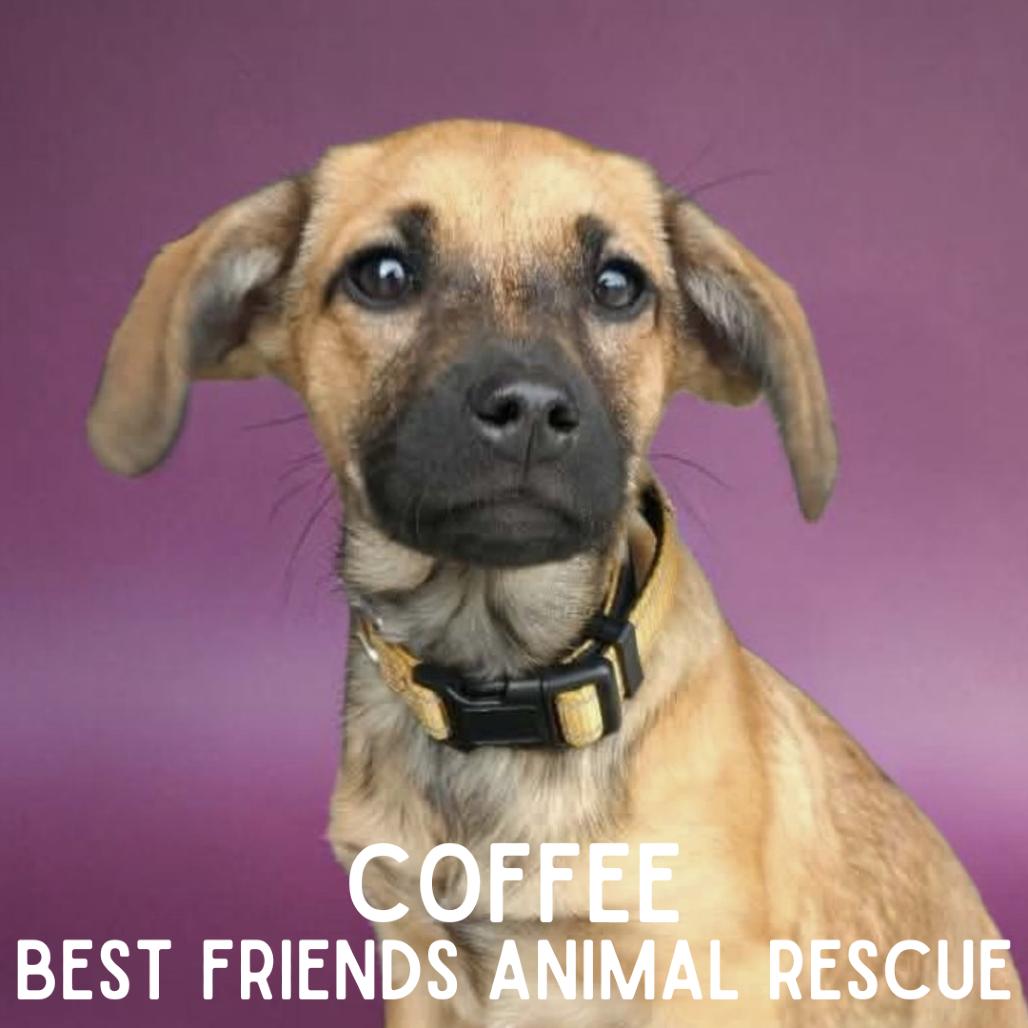 Enlarge Coffee, a Adoptable Mixed Breed in Wasilla, AK image 4/6