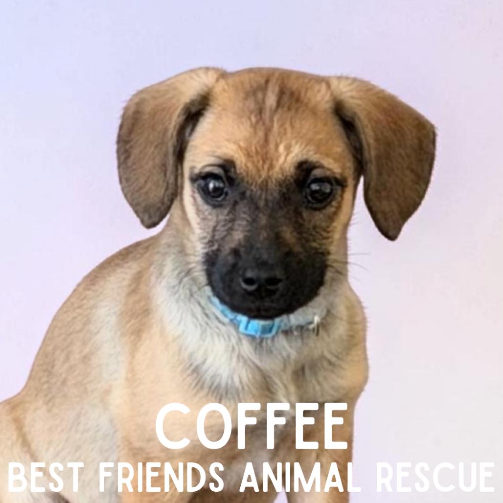 Enlarge Coffee, a Adoptable Mixed Breed in Wasilla, AK image 5/6