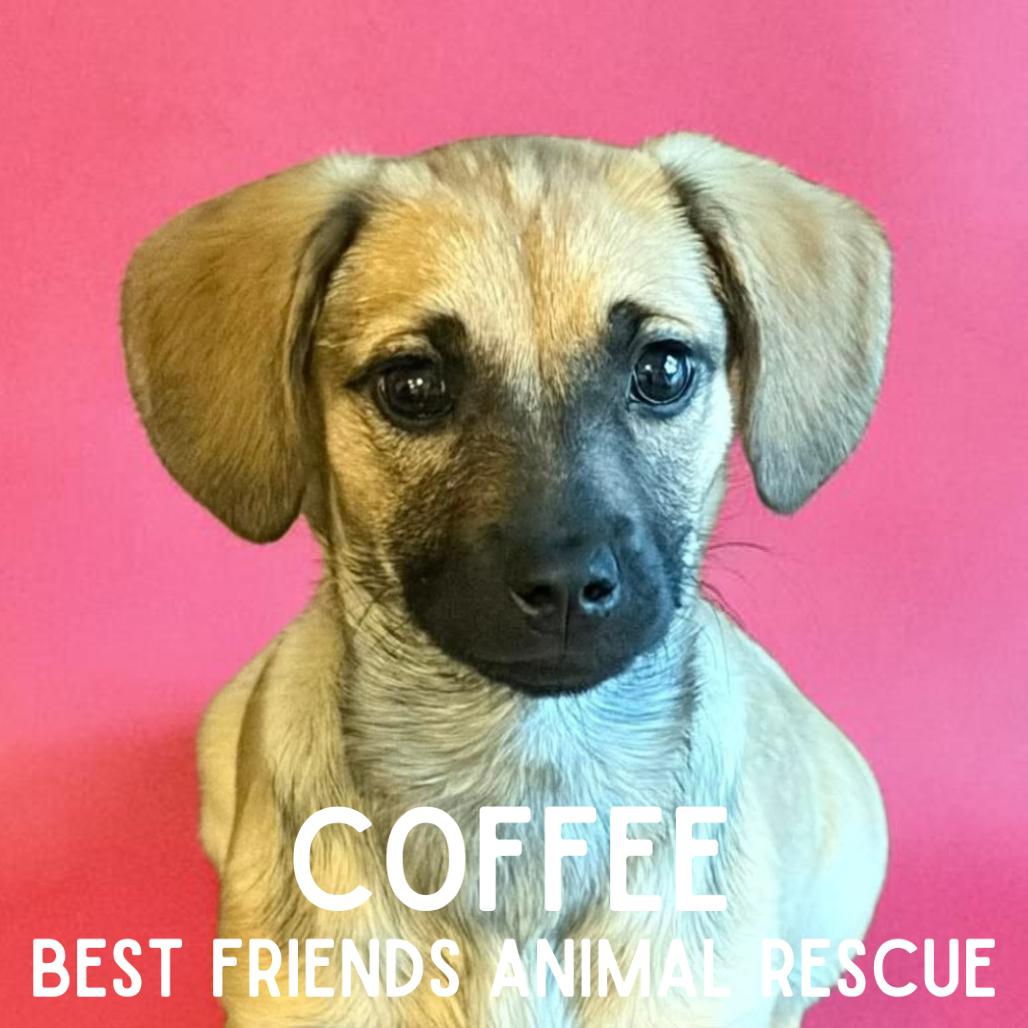 Enlarge Coffee, a Adoptable Mixed Breed in Wasilla, AK image 6/6