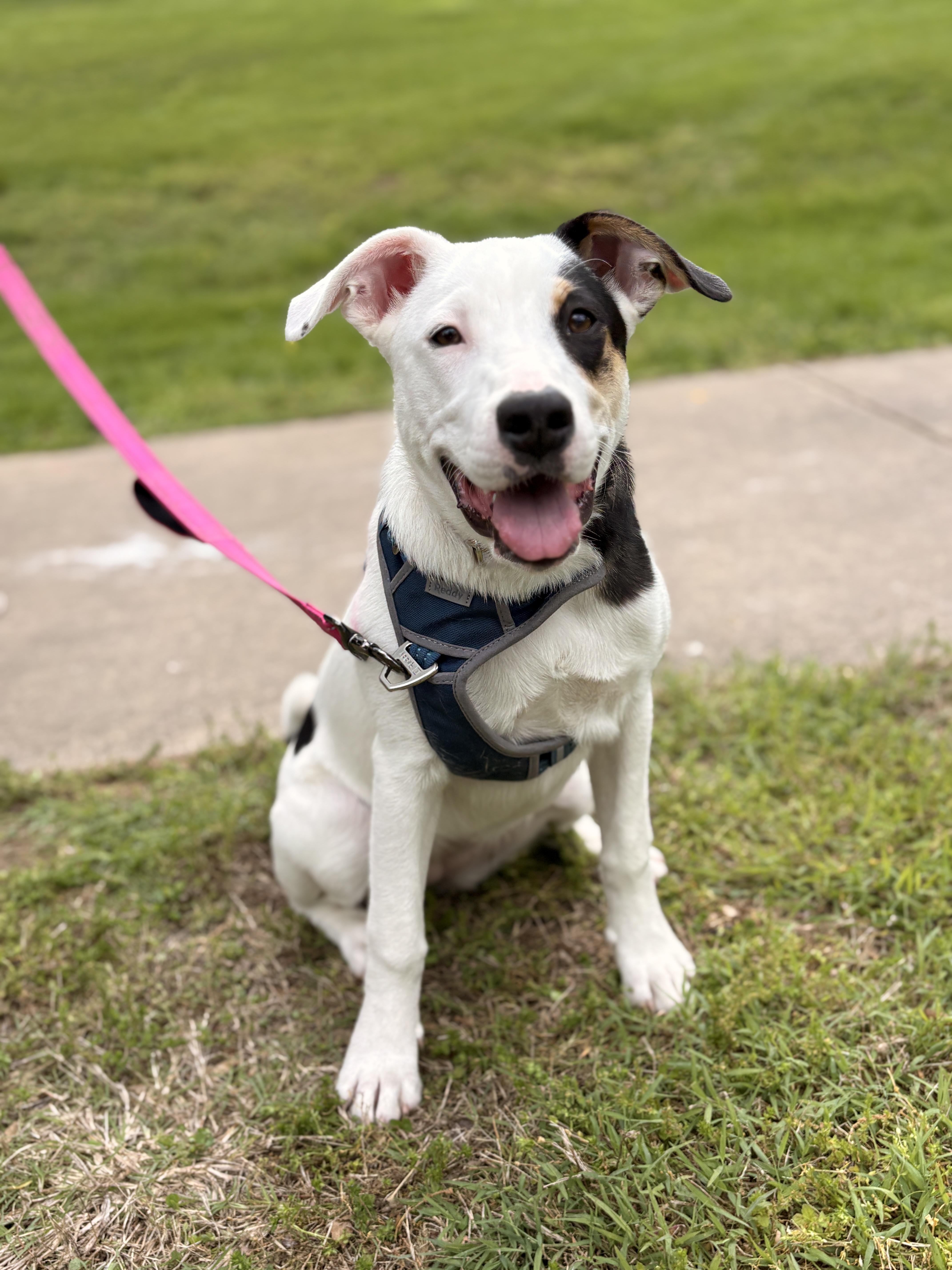 Enlarge Danielle, a Adoptable mixed breed in Lake Saint Louis, MO image 3/6