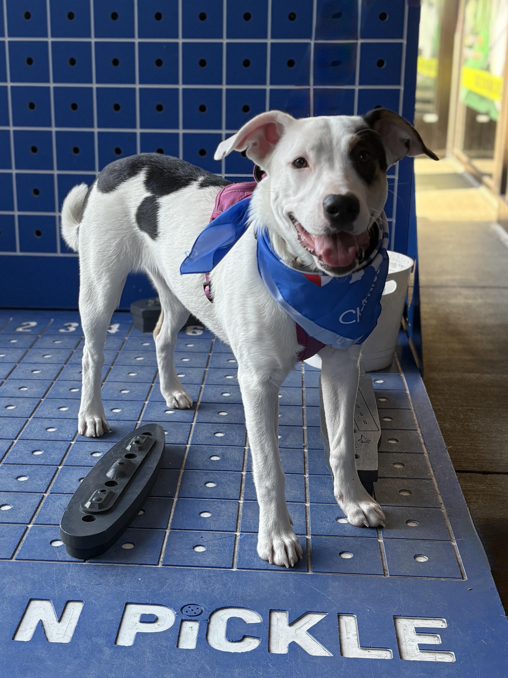 Danielle, Adoptable, Young Female Australian Shepherd & Husky.