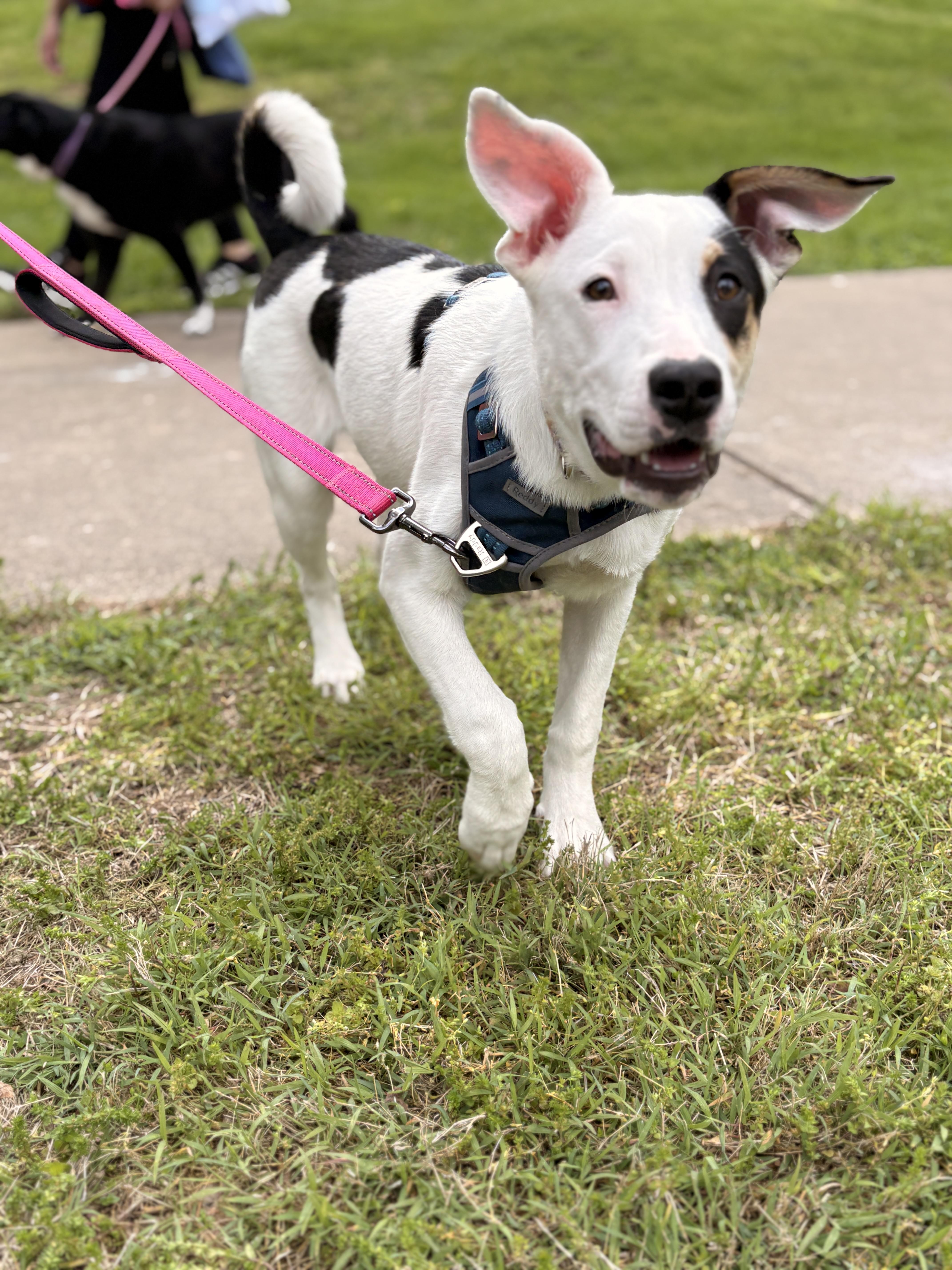 Enlarge Danielle, a Adoptable mixed breed in Lake Saint Louis, MO image 2/6