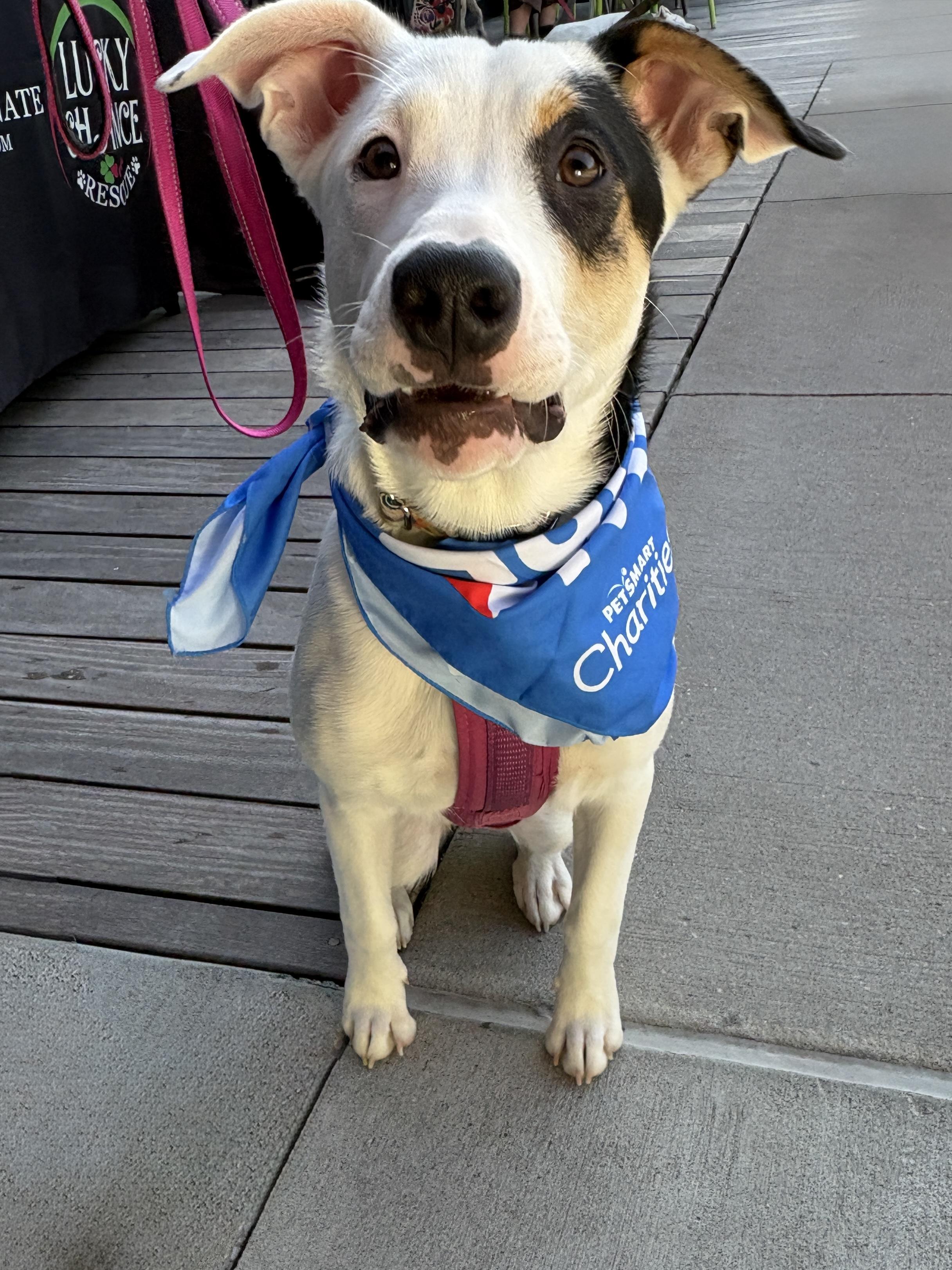 Enlarge Danielle, a Adoptable mixed breed in Lake Saint Louis, MO image 5/6