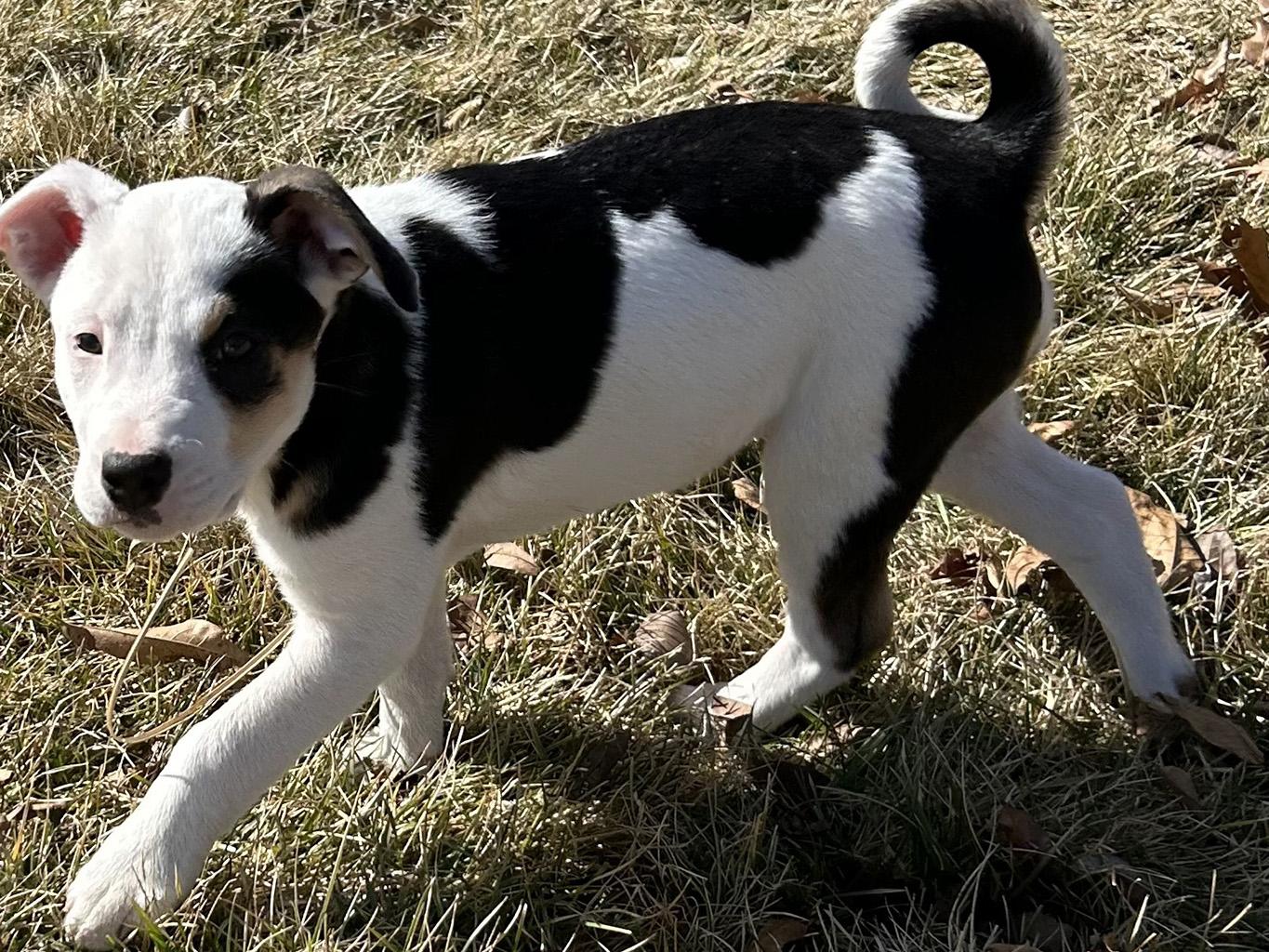 Enlarge Danielle, a Adoptable mixed breed in Lake Saint Louis, MO image 6/6