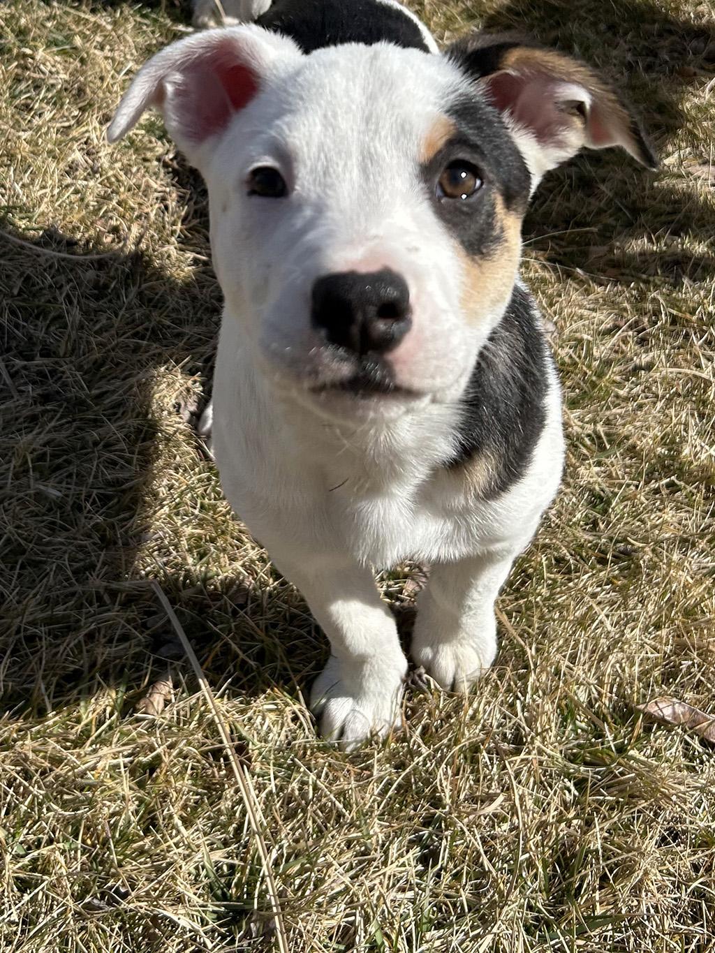 Enlarge Danielle, a Adoptable mixed breed in Lake Saint Louis, MO image 4/6