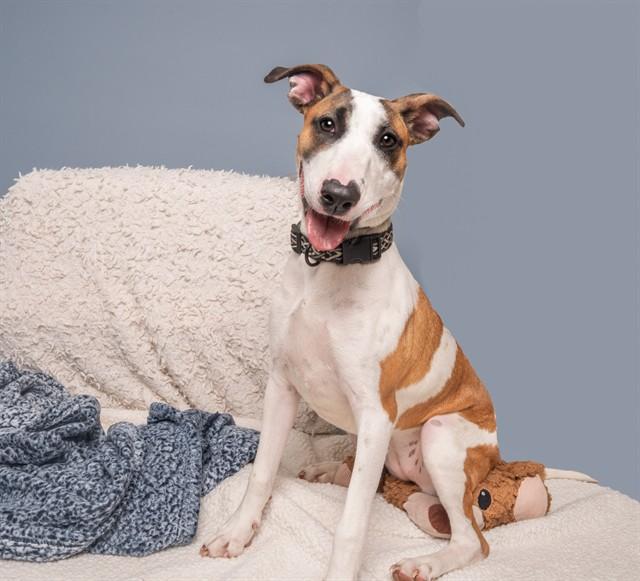 Enlarge GLORIA, a Adoptable Terrier in Saint Louis, MO image 1/1