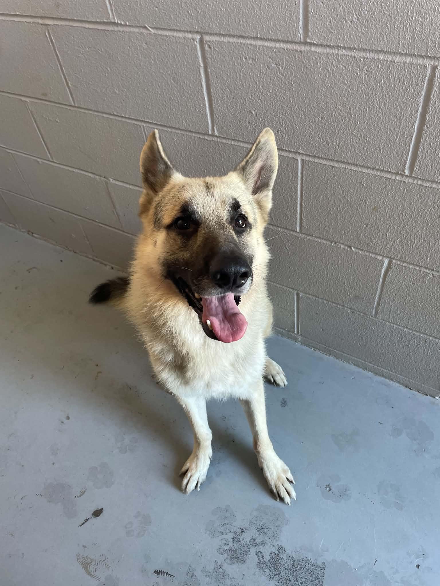 Enlarge Koda, a Adoptable German Shepherd Dog in Bishopville, SC image 2/2