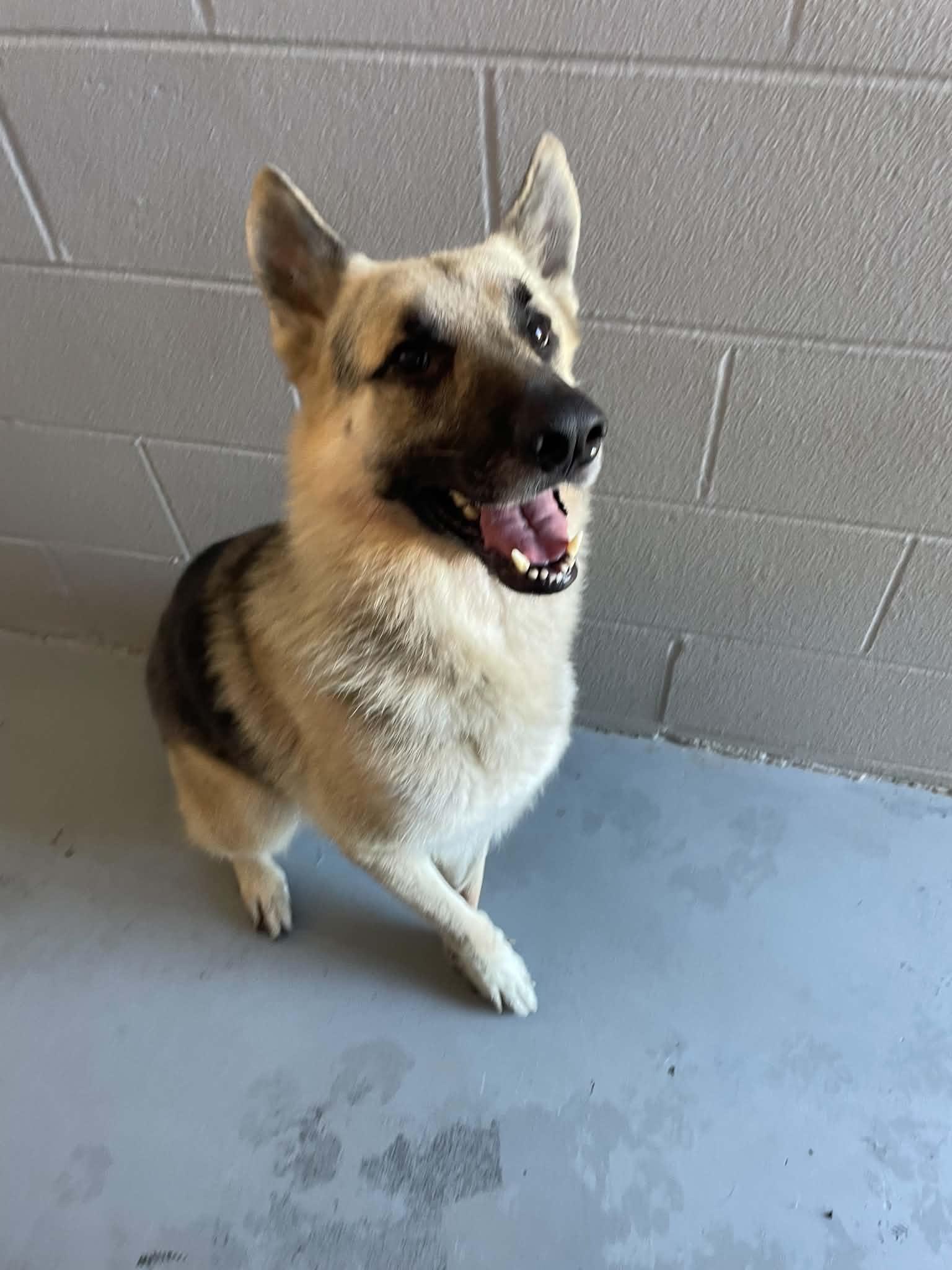 Koda, Adoptable, Adult Male German Shepherd Dog.